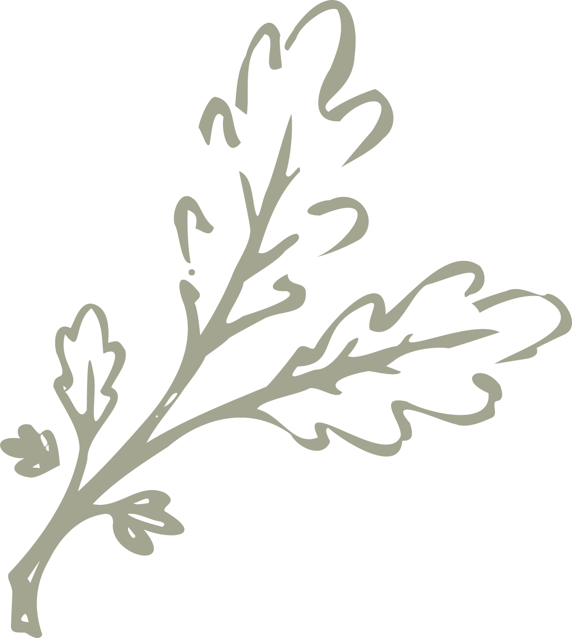 Line drawing of a sprig with leaves and small buds.