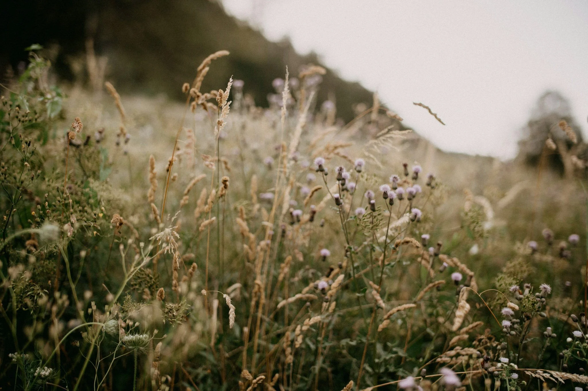 Close-up of wild grasses and small flowers growing on a hillside with a blurred background.