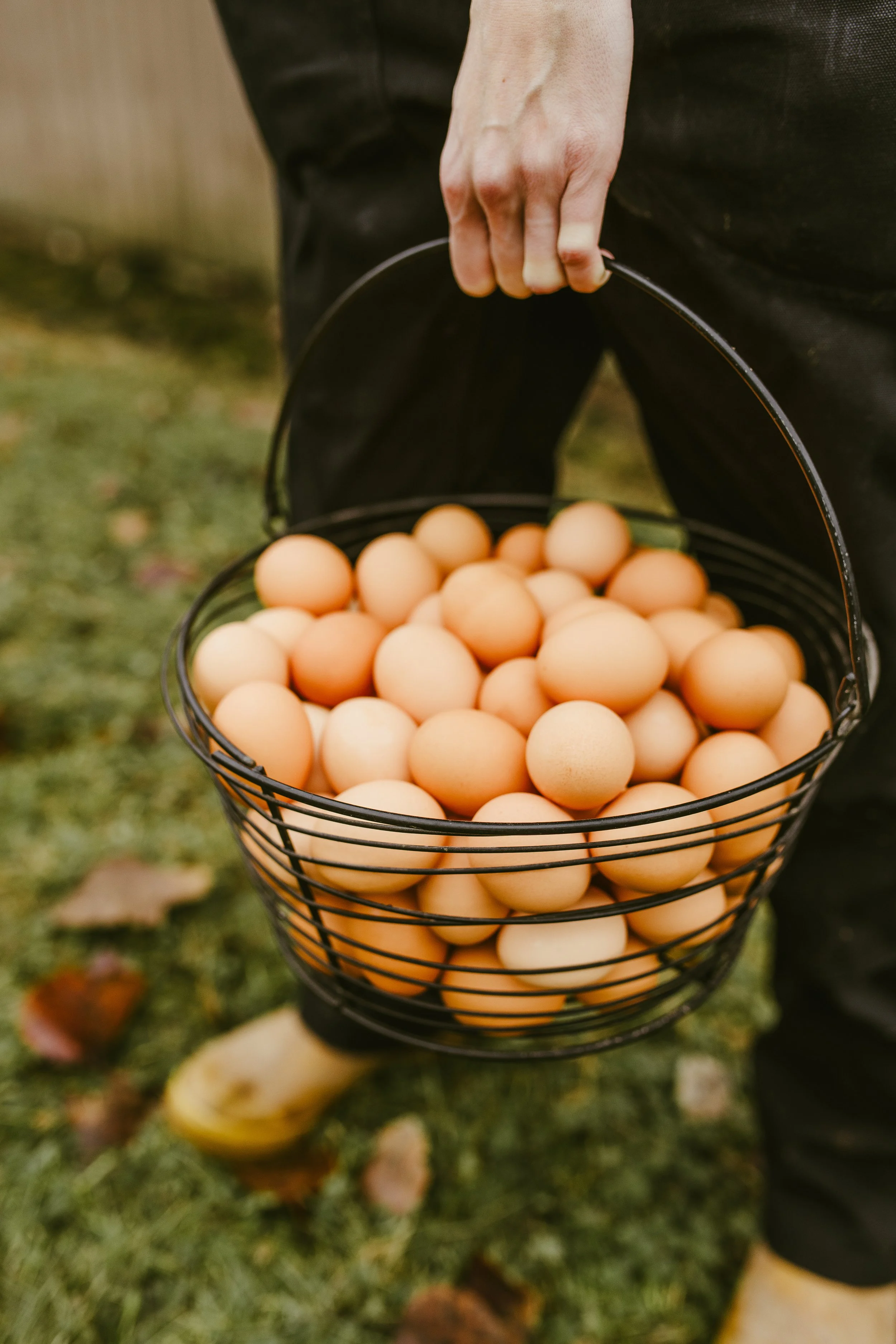 Hand holding a wire basket of fresh eggs during a farm branding session