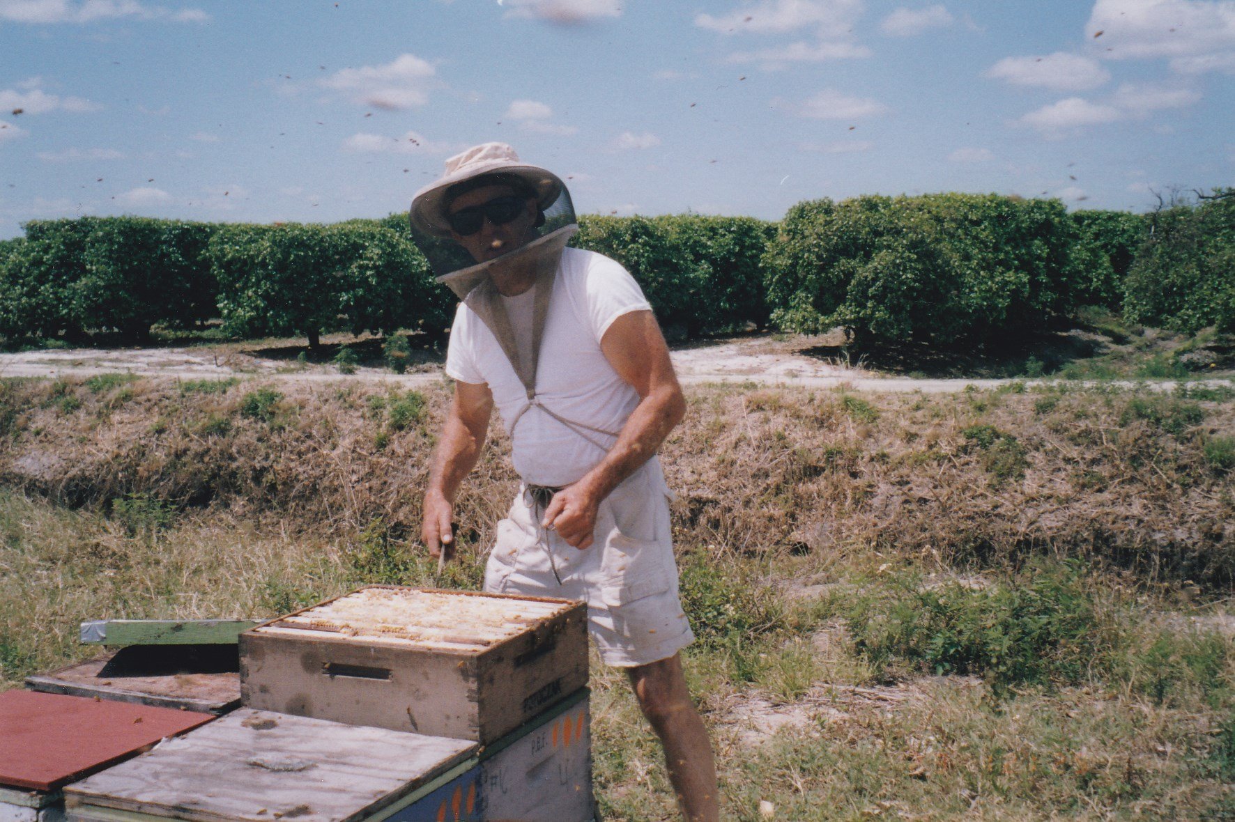A man wearing a bee suit helmet, sunglasses, a white t-shirt, and shorts is working with a beekeeping box outdoors in a field with bushes and trees in the background under a partly cloudy sky.