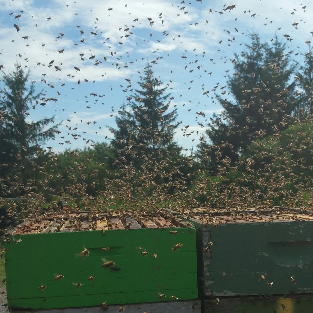 Bees swarming around honey bee hives outdoors with trees and a blue sky in the background.