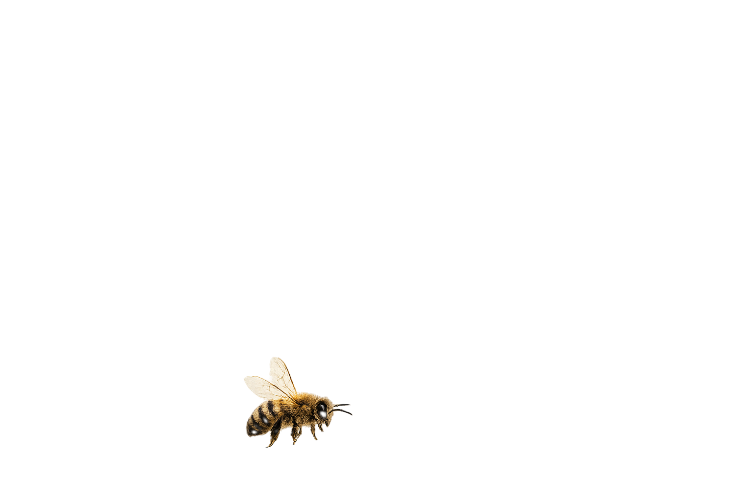 A close-up of a honeybee on a black background, with colorful horizontal lines at the bottom of the image.