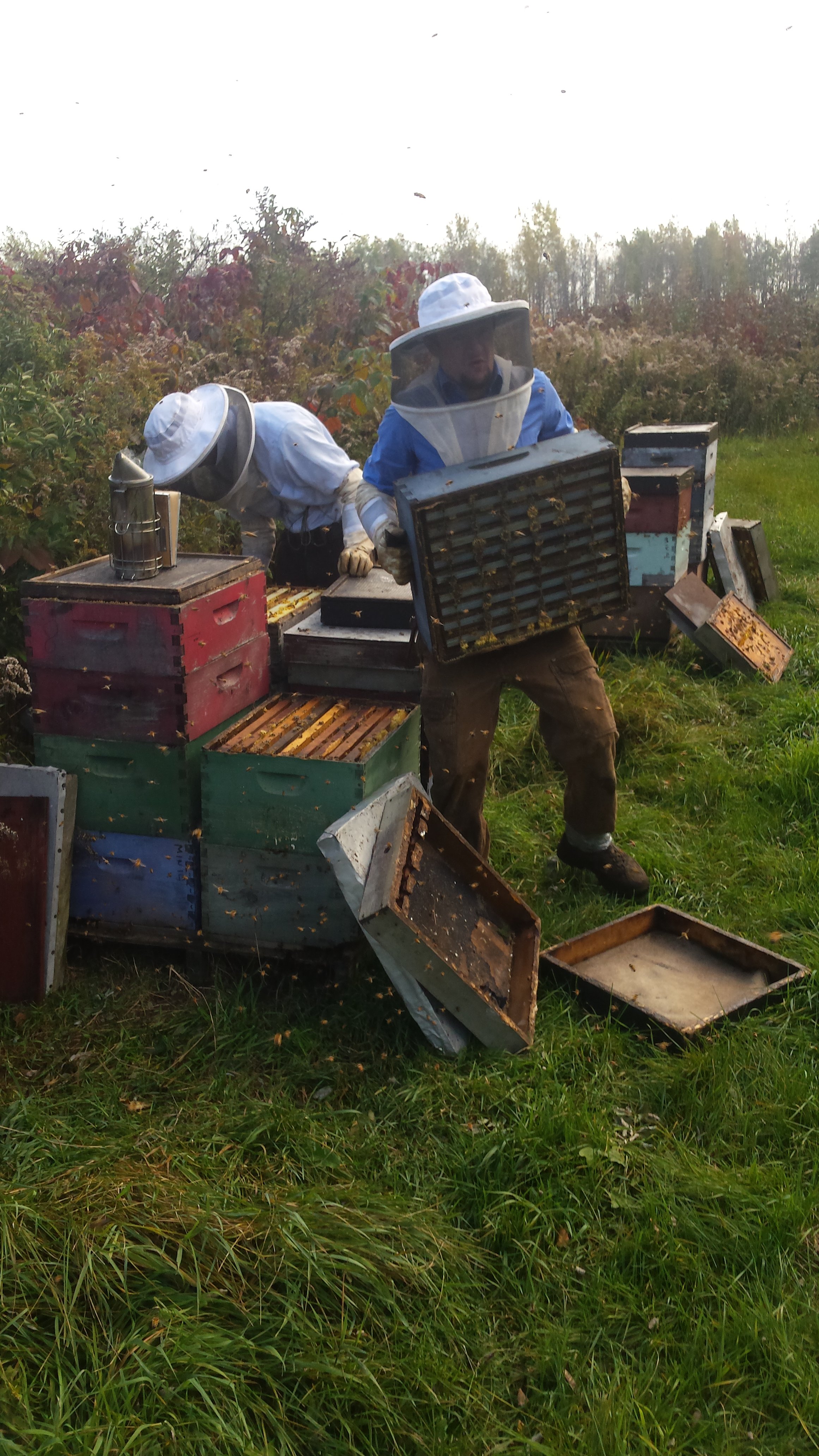 Two beekeepers in protective suits working with bee boxes in an outdoor field, surrounded by grass and trees.