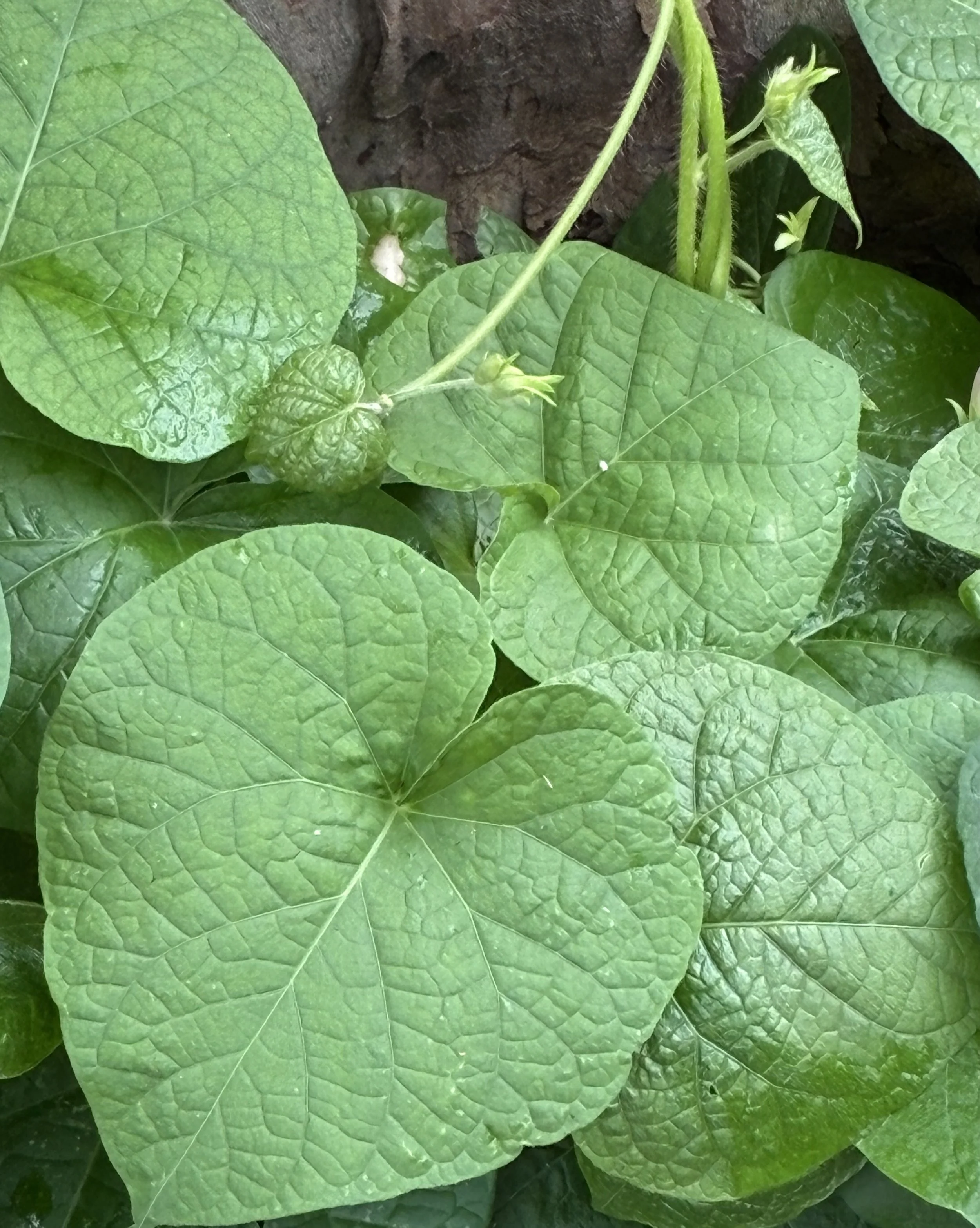 Close-up view of green soybean plant leaves with visible veins and texture, growing from dark soil.