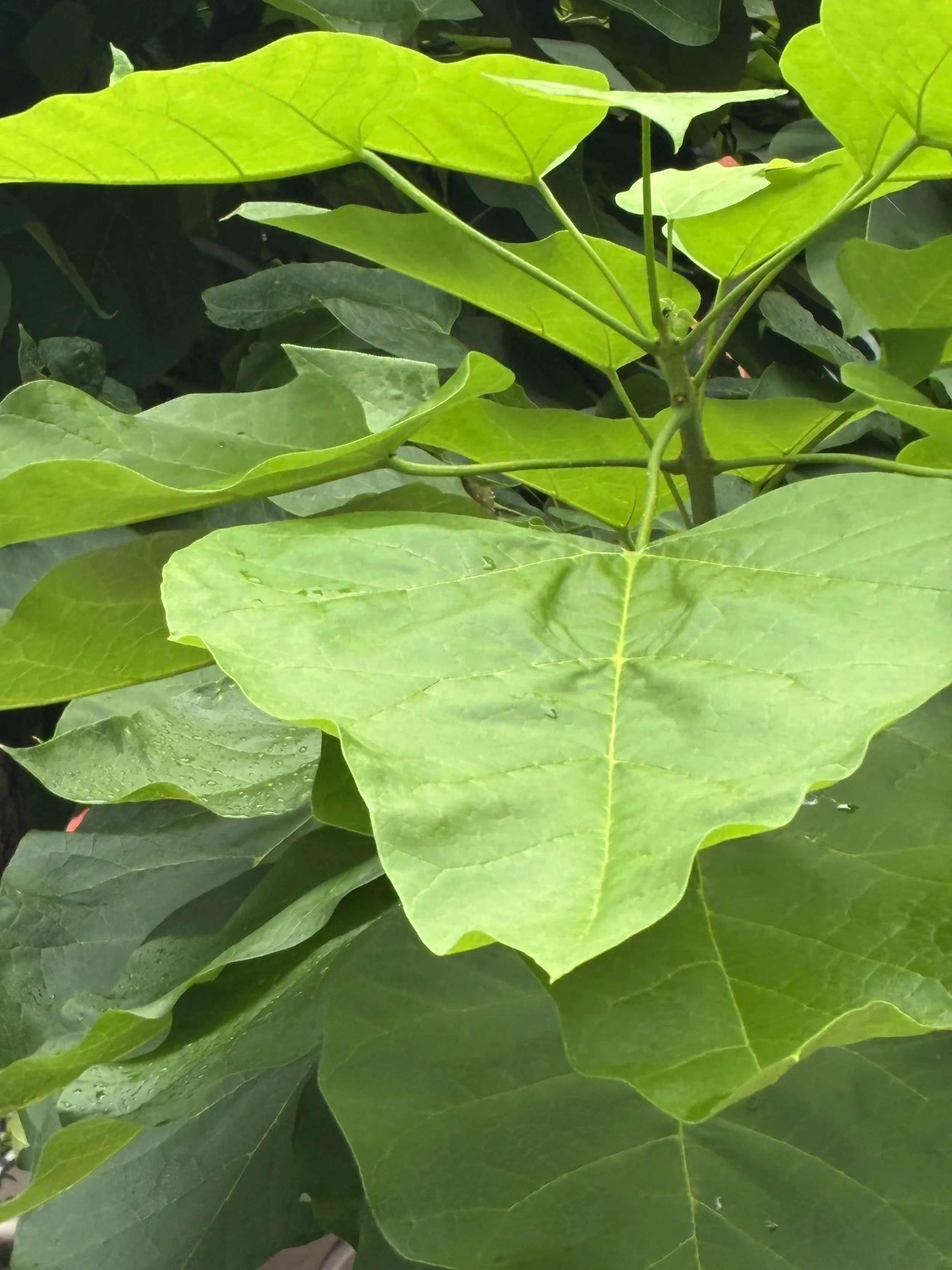 Close-up view of green leaves on a plant, with overlapping foliage and prominent leaf veins.