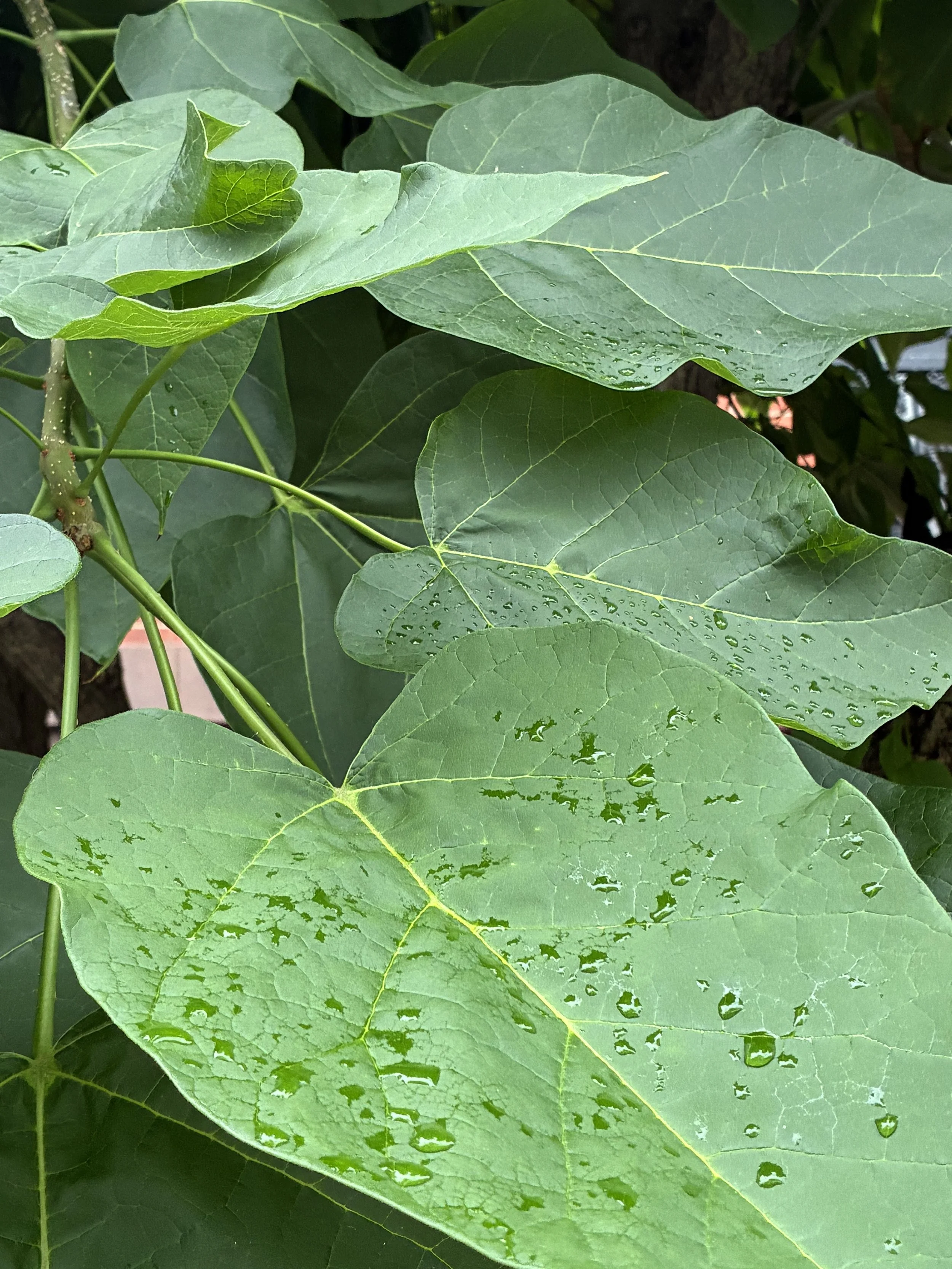 Close-up of green leaves with visible veins, some with water droplets on their surface.