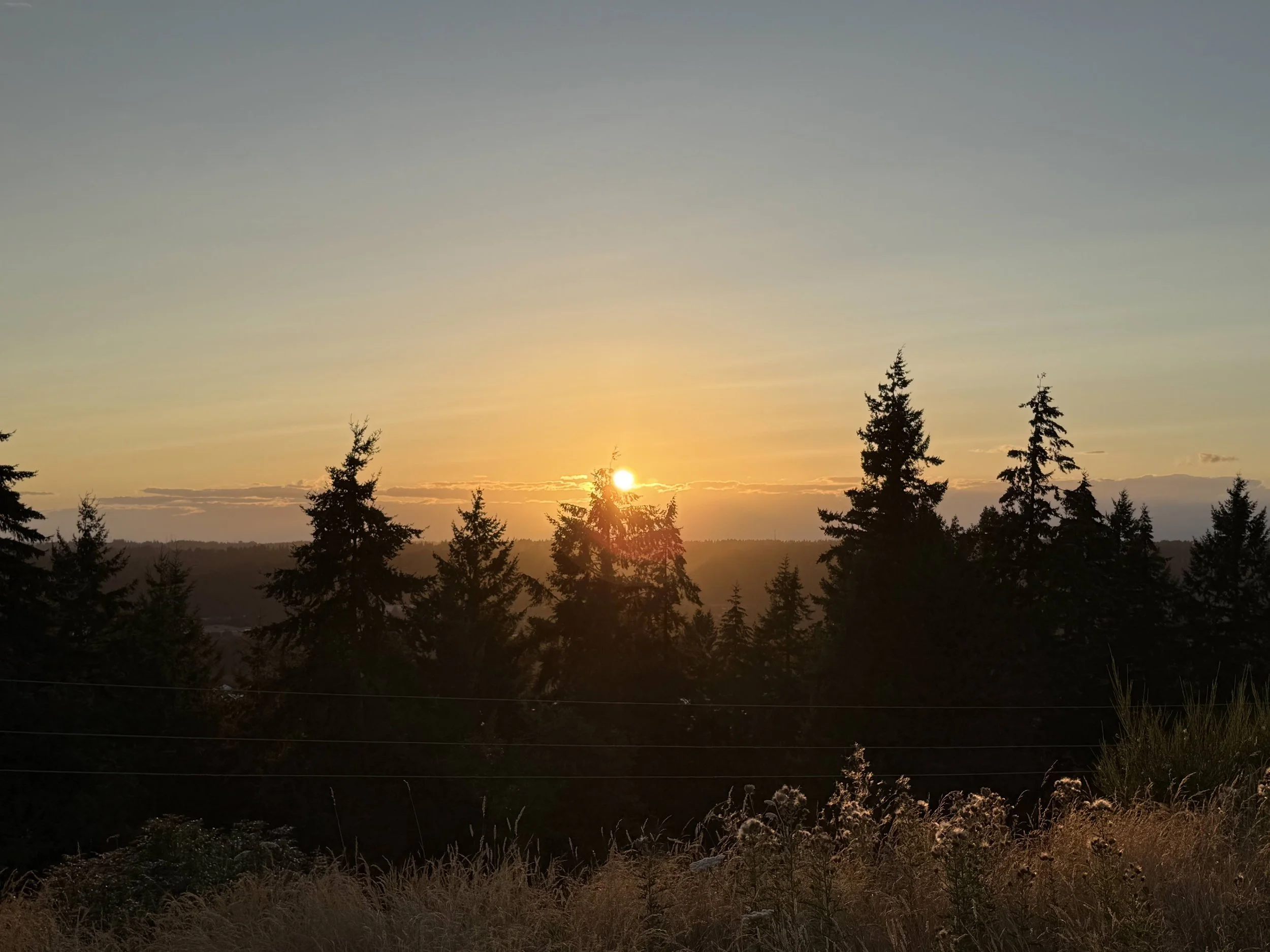 Sunset over a forest of tall pine trees with a clear sky.
