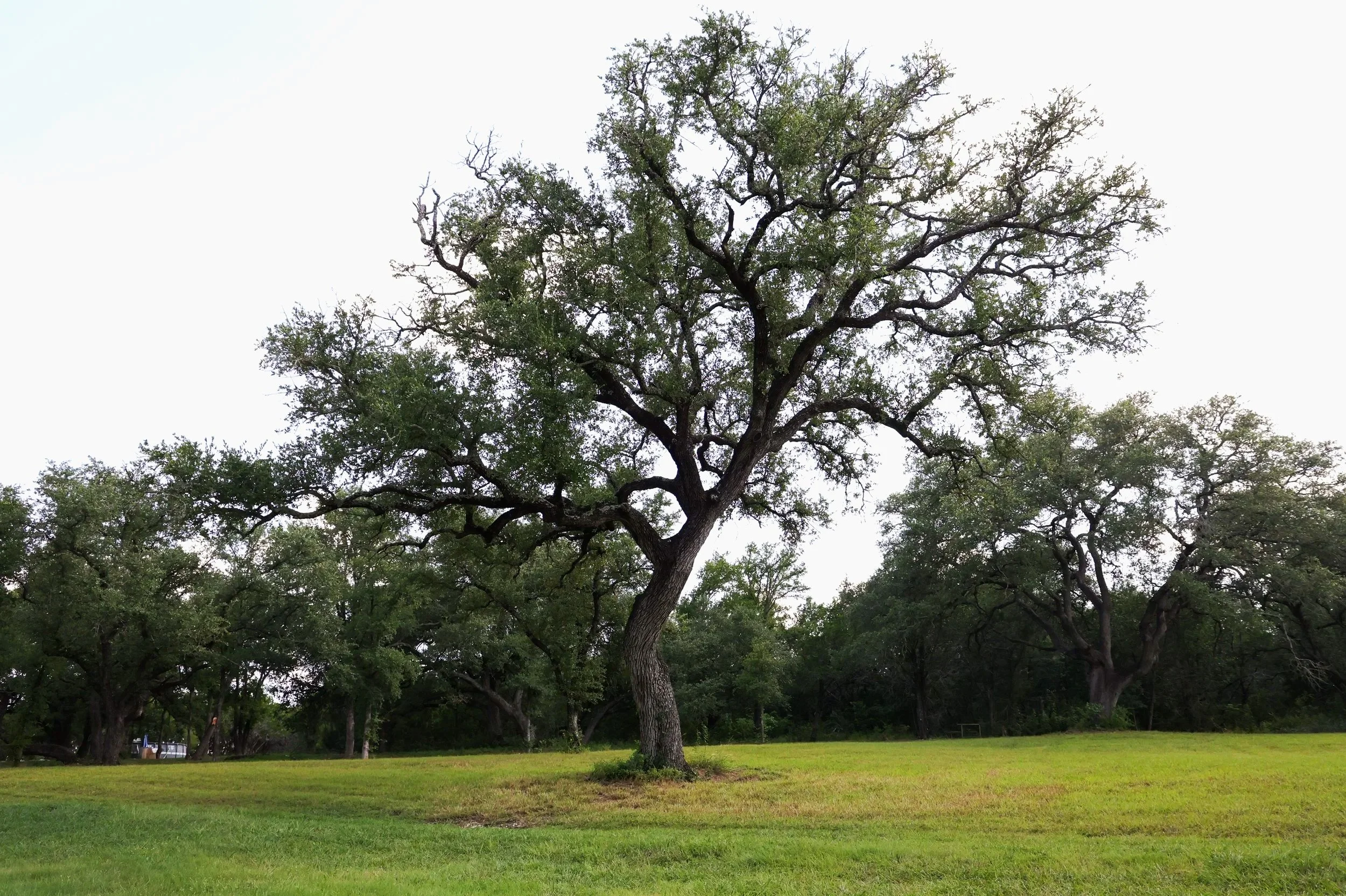 Wise Oak Tree at Dawn by J. Phagan Belton, TX 2025
