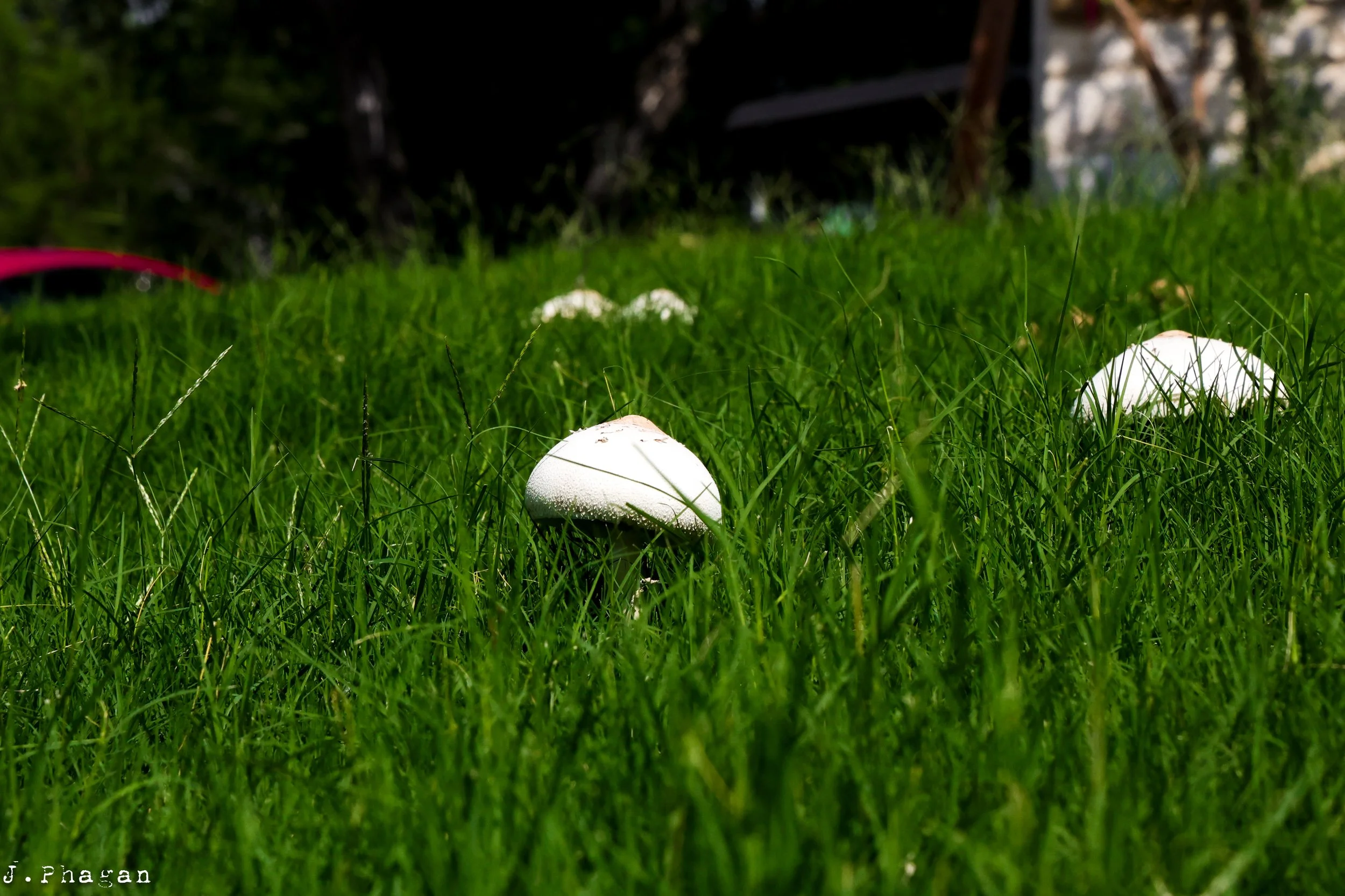 Mushroom Caps by J. Phagan Belton, TX 2025