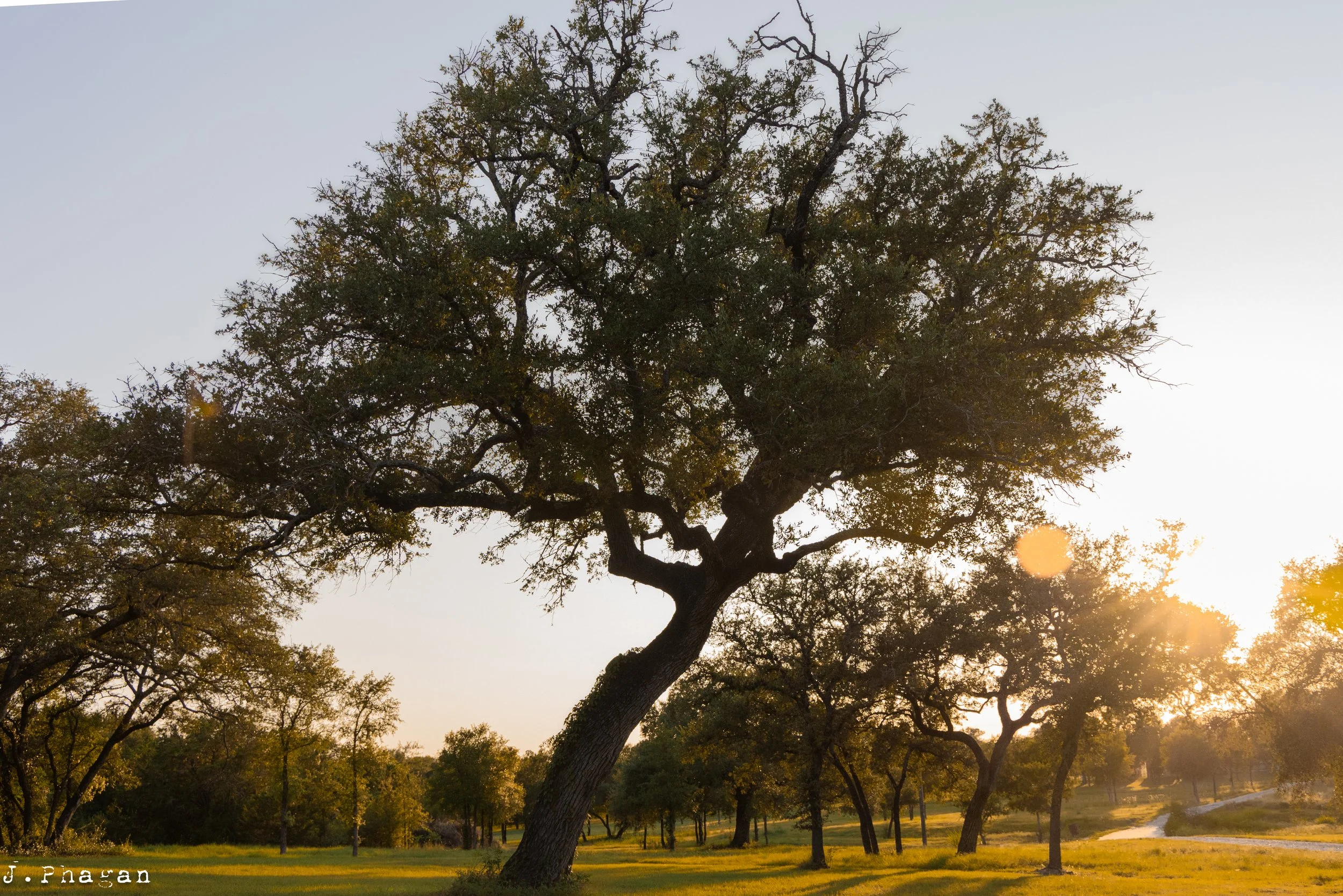 Wise Oak Tree at Dusk by J. Phagan Belton, TX 2025
