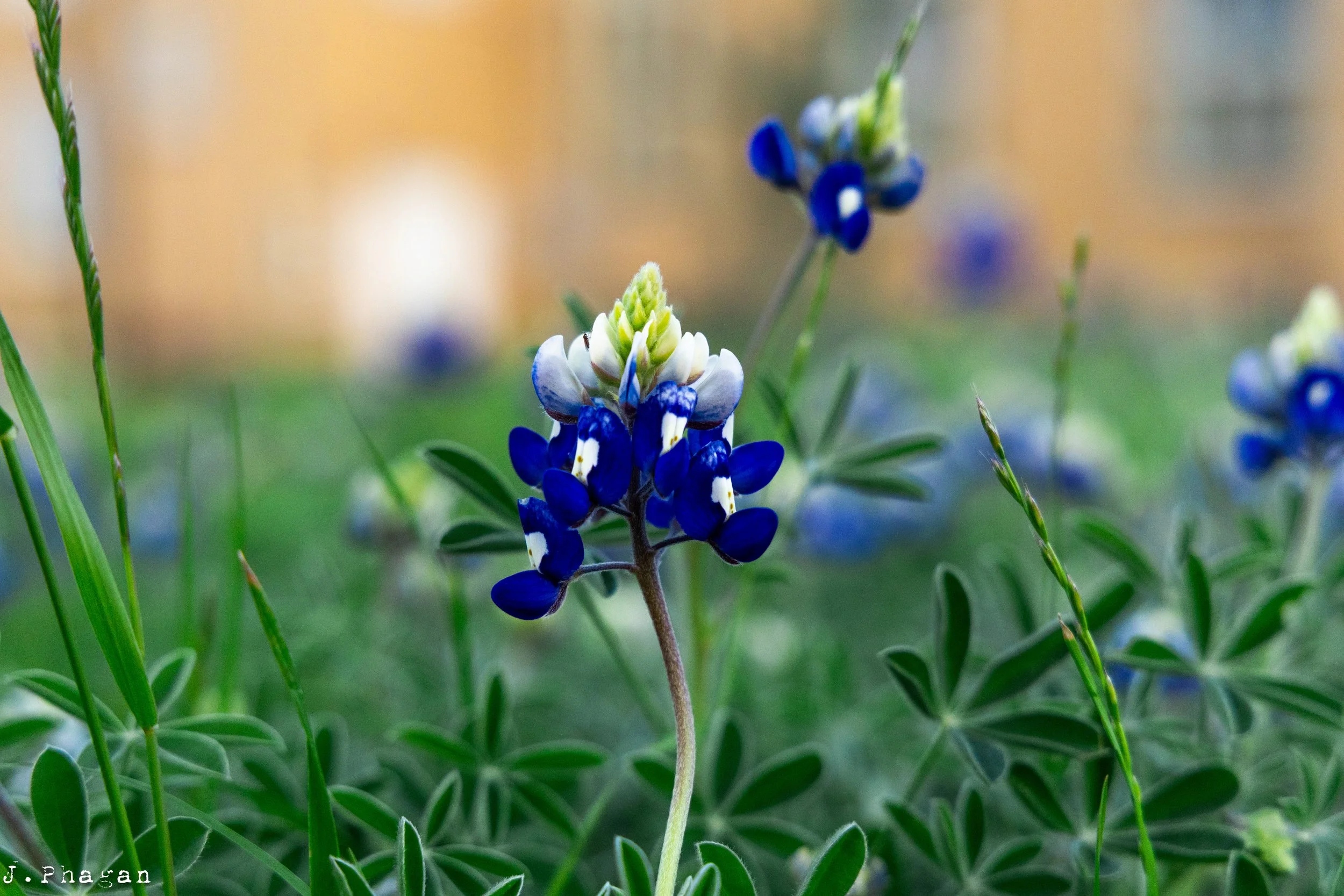 Texas Flower J. Phagan Dawson, TX 2024