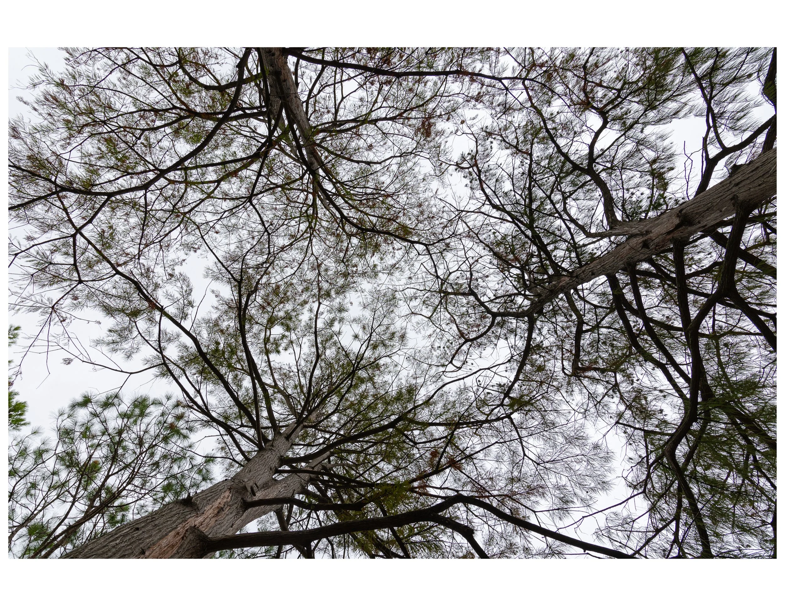 Tree Canopy  [UTA Campus] by J. Phagan, Arlington, TX - 2023