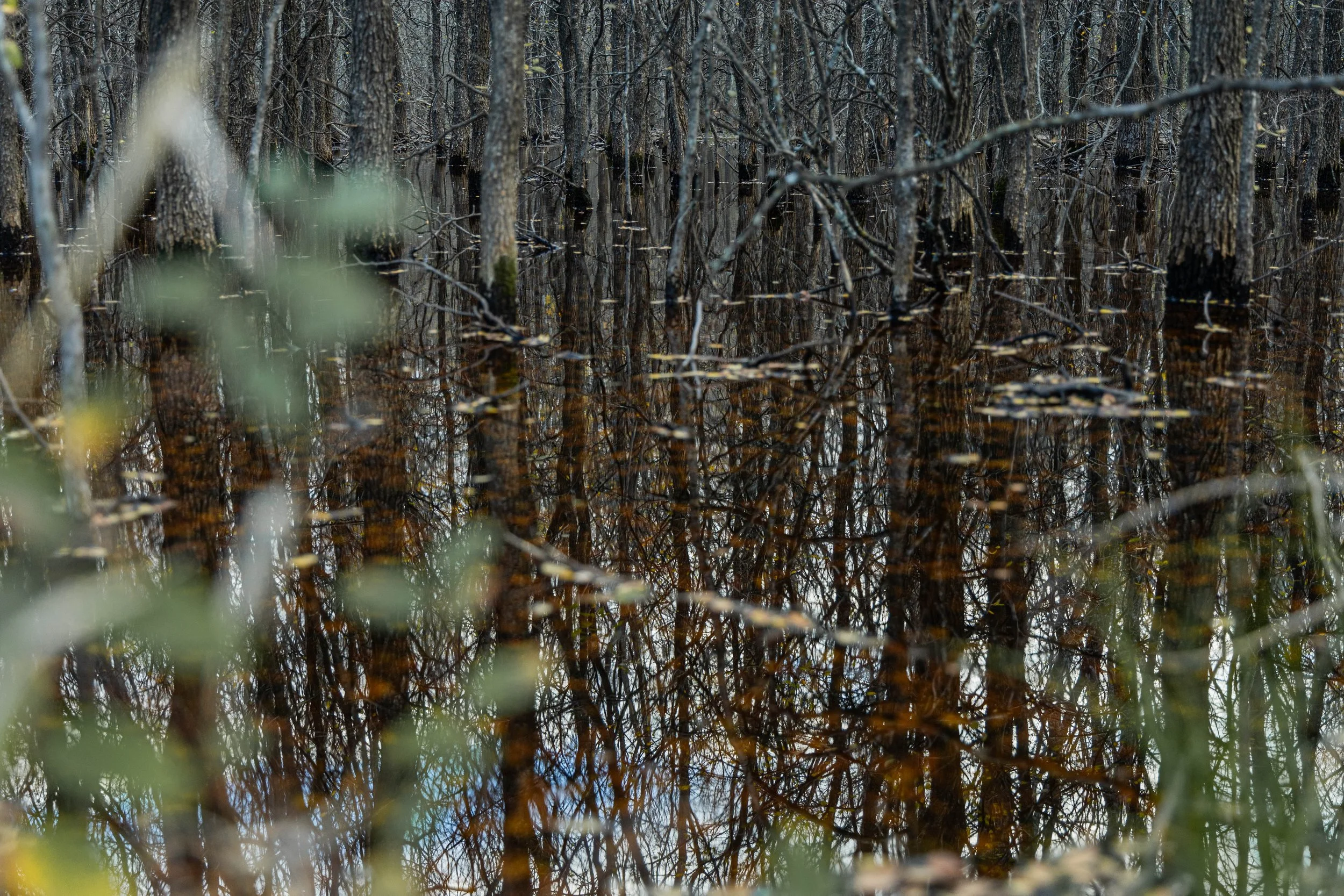 Tree Reflections by J. Phagan Arlington, TX 2023