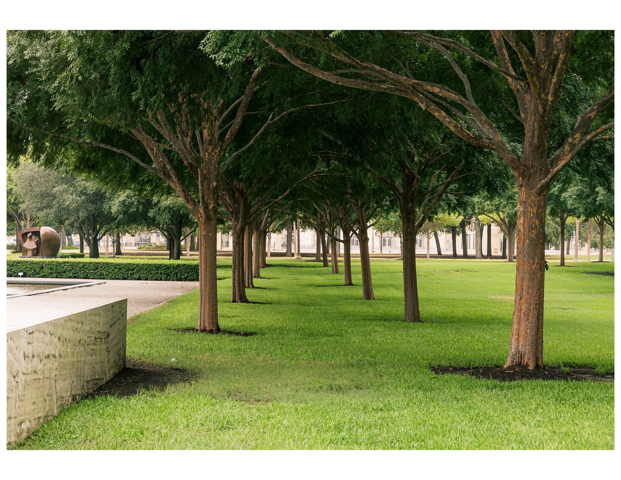 Tree Tunnel  [Kimbell Art Museum] by J. Phagan, Fort Worth, TX - 2023