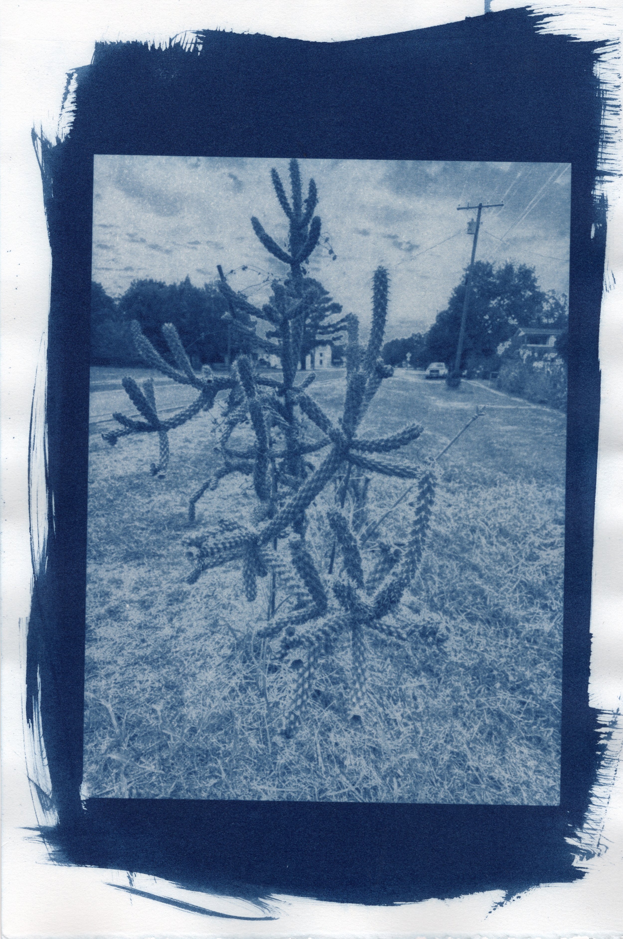 Cyano_18203198.jpeg