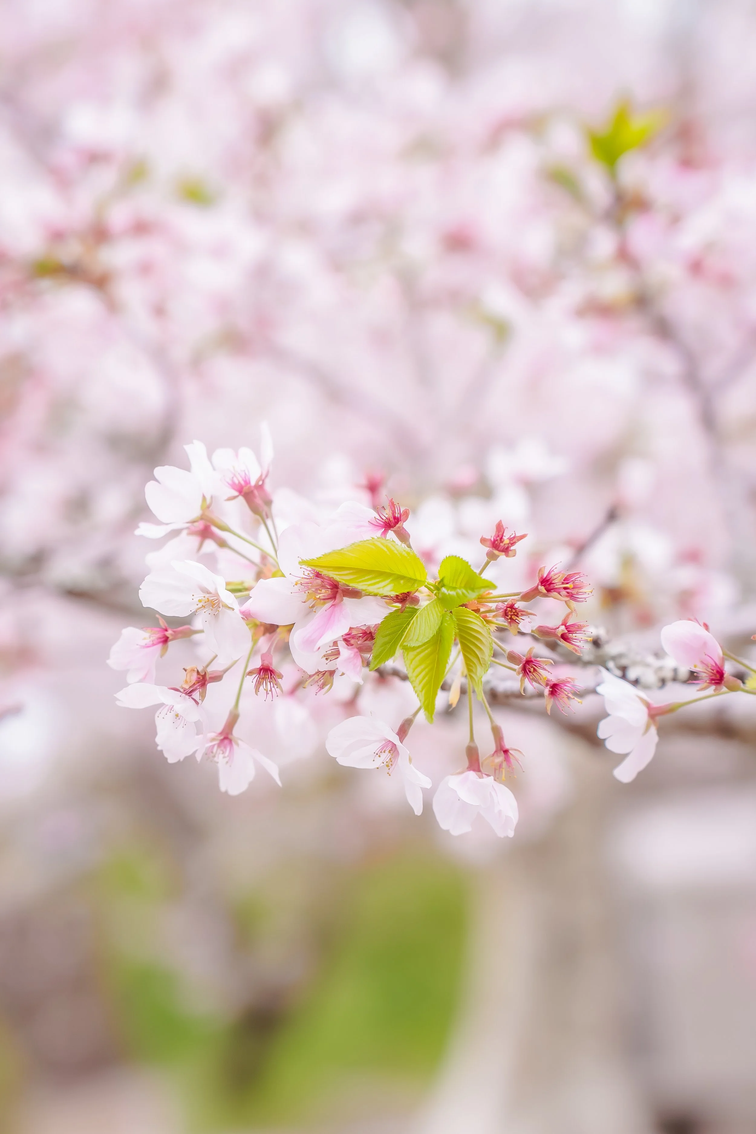 Close-up of pink cherry blossoms with green leaves and a blurred background.