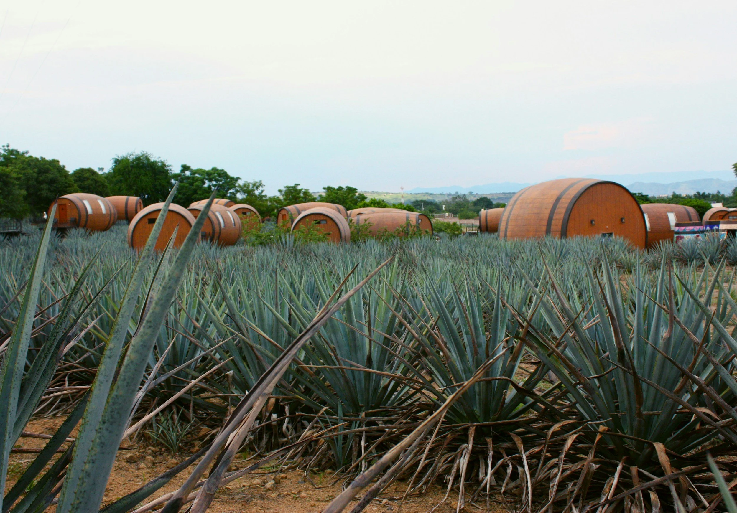 A field of agave plants with several rounded, barrel-shaped tiny houses in the background under a cloudy sky.