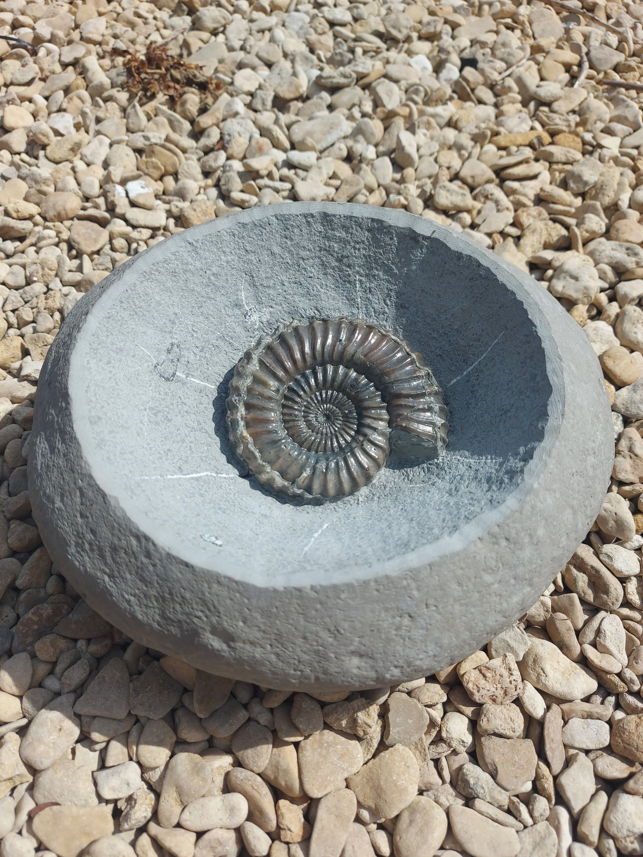 Androgenoceras ammonite