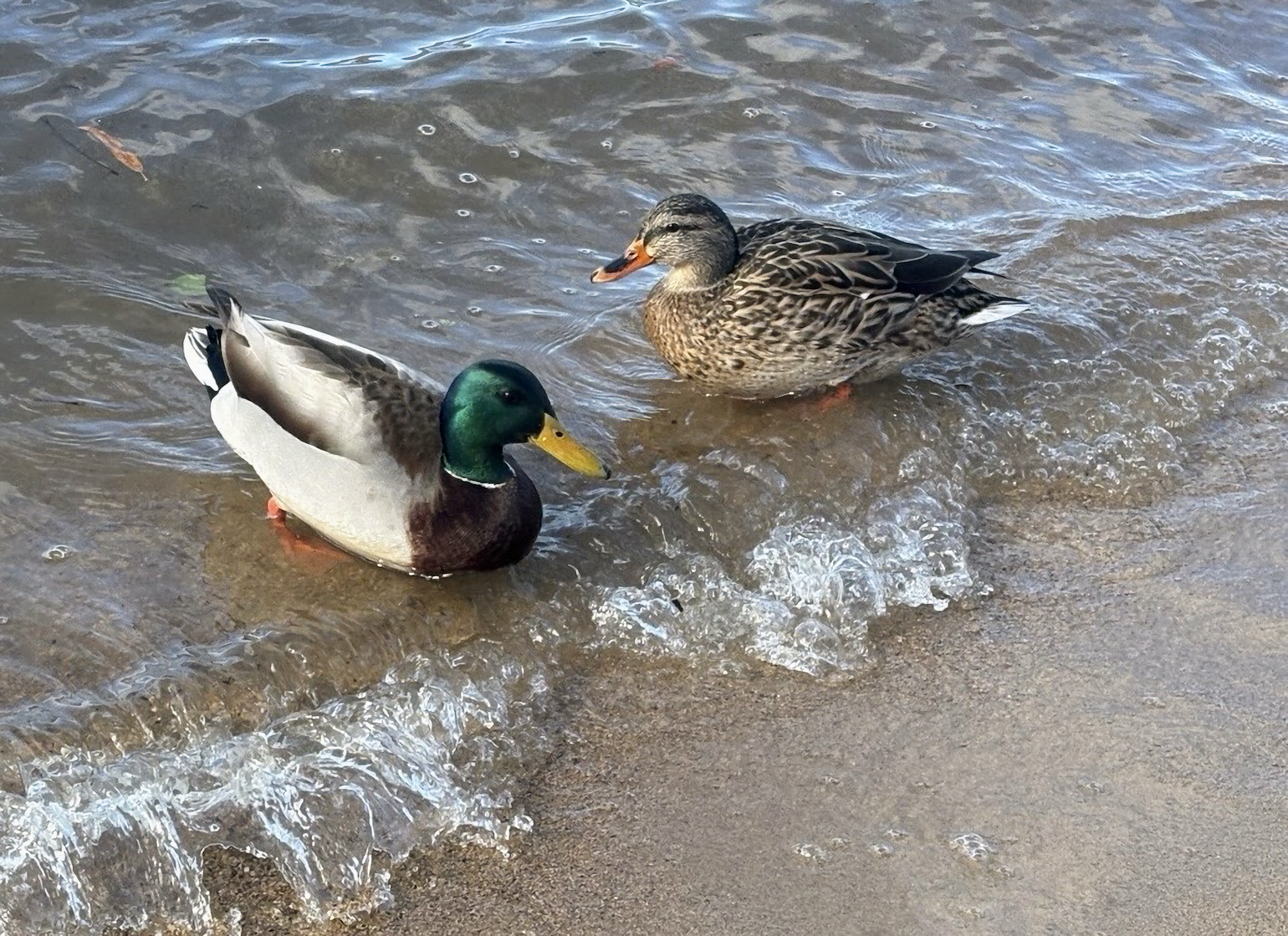 IMG_8831 Ducks website PNG.png