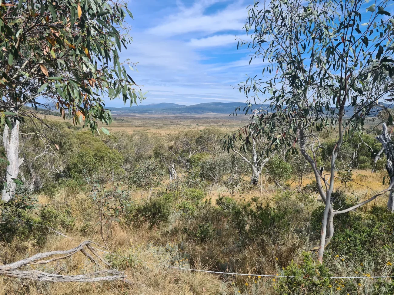 vegetation management of grassy bushland in regional NSW
