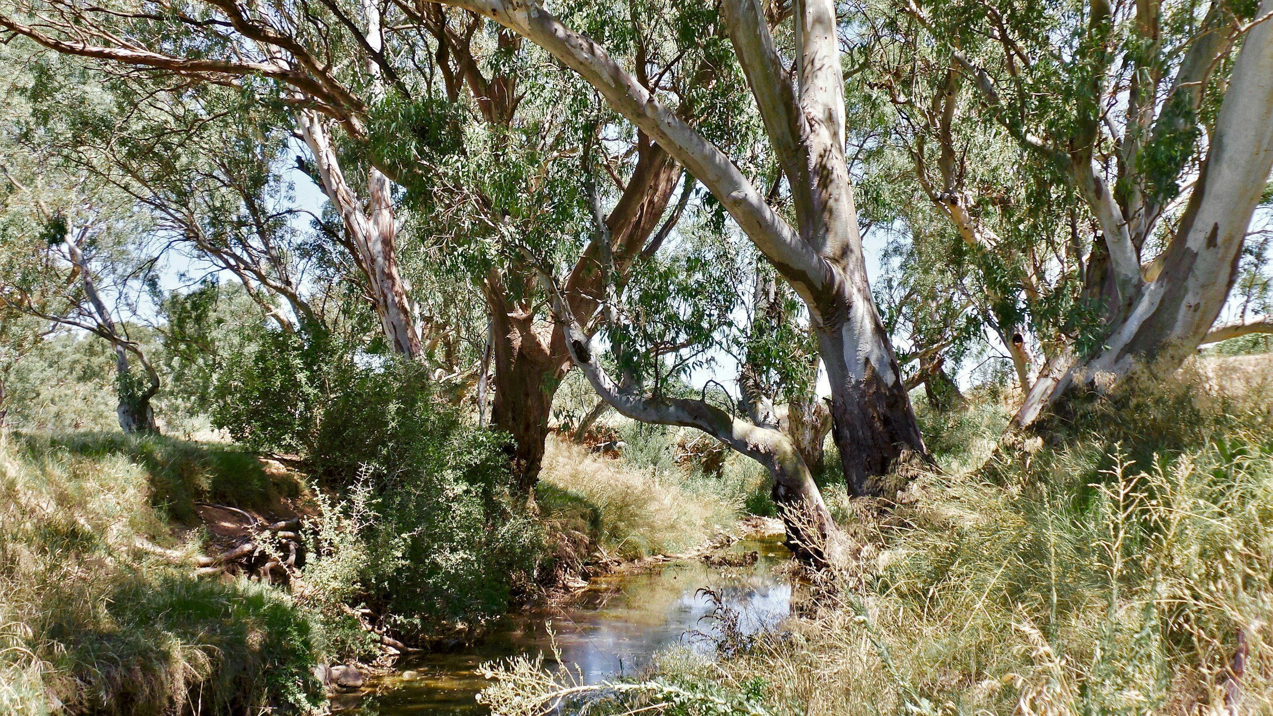 native bushland surrounding a creek in NSW