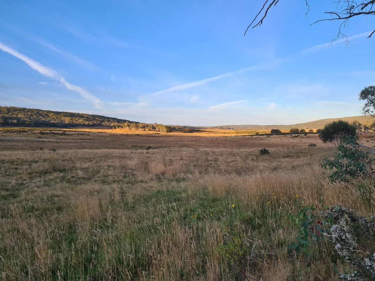 Recognising and Protecting Natural Temperate Grassland