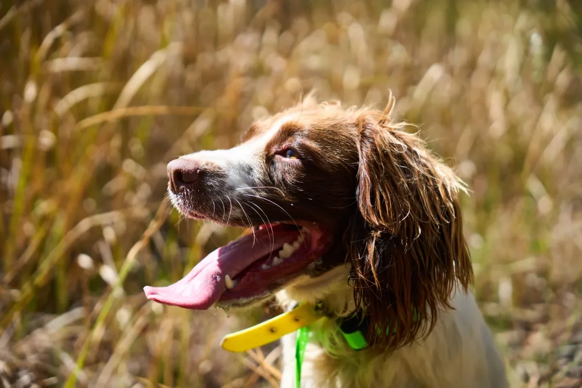 wildlife detection dog working on a NSW property