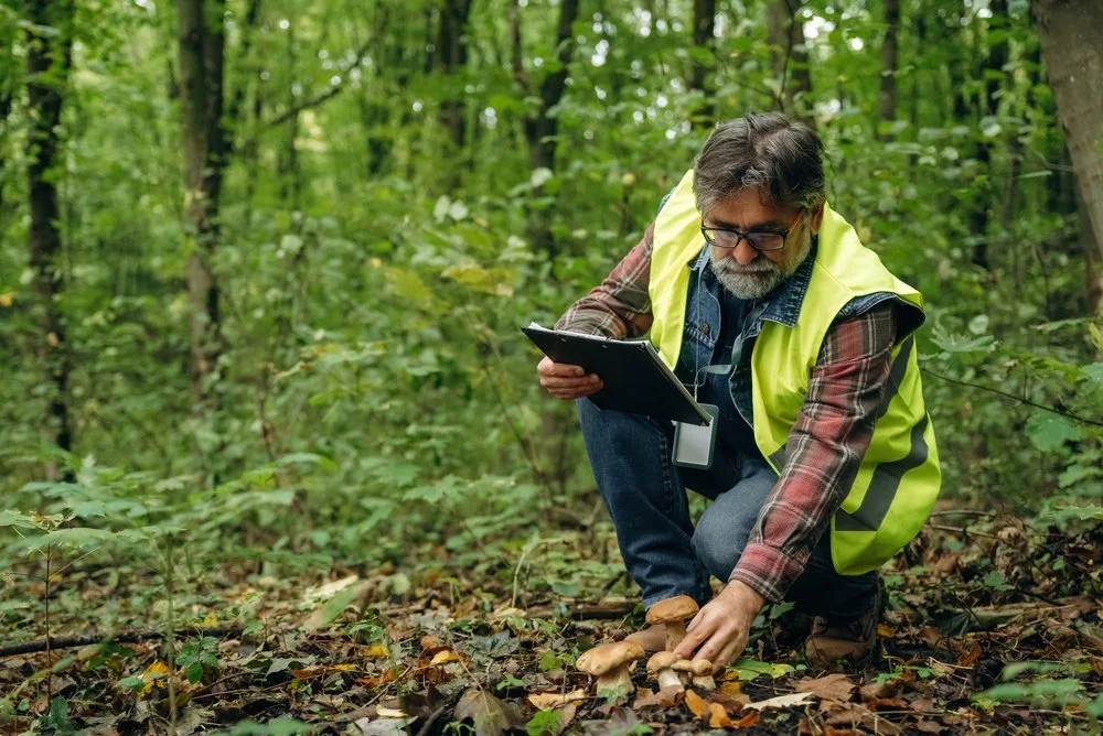 Ecologist conducting a fauna survey in native bushland as part of a BDAR field assessment