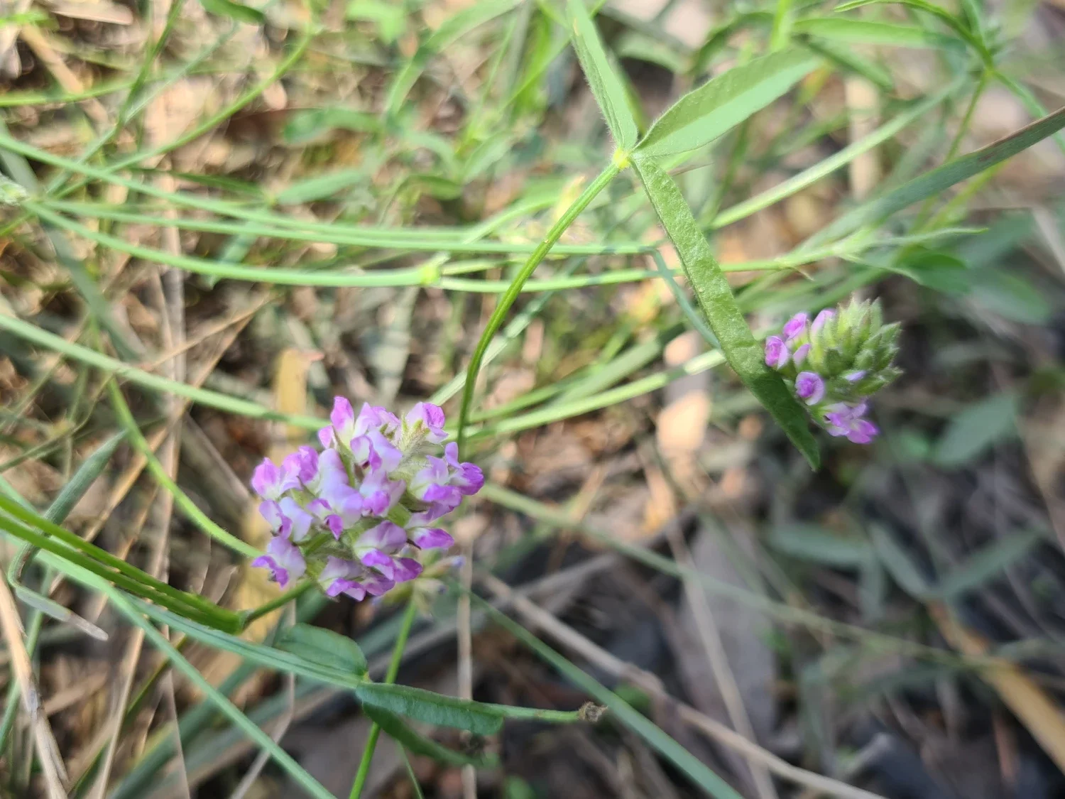 management of native flora NSW