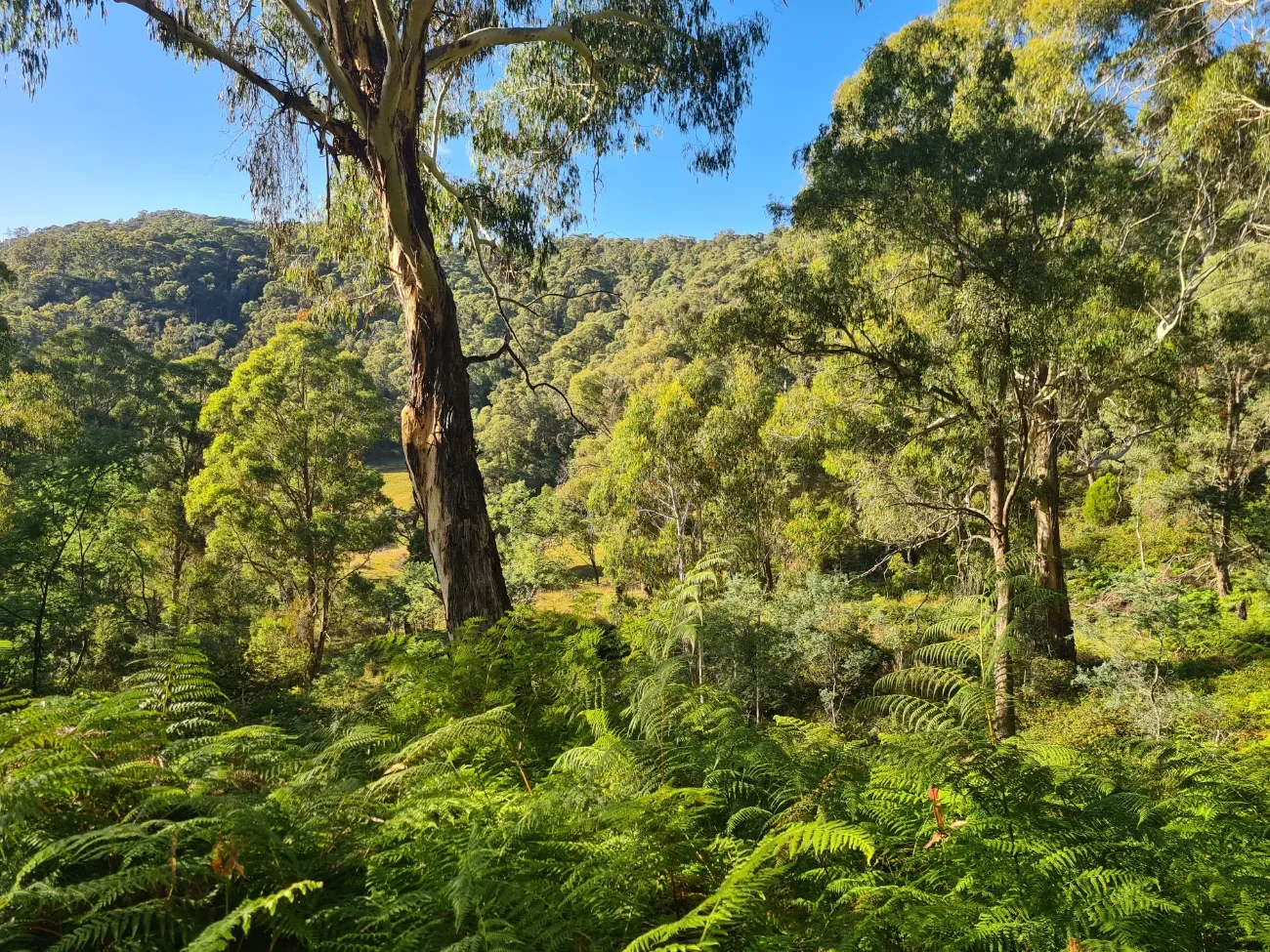 NSW Native Bushland