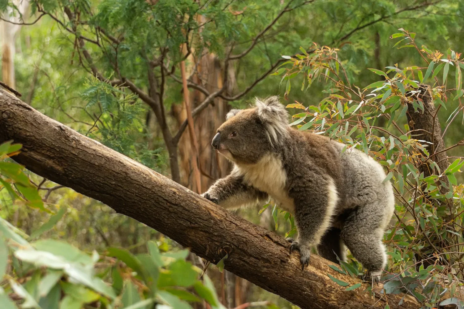 Koala climbing a tree in NSW bushland