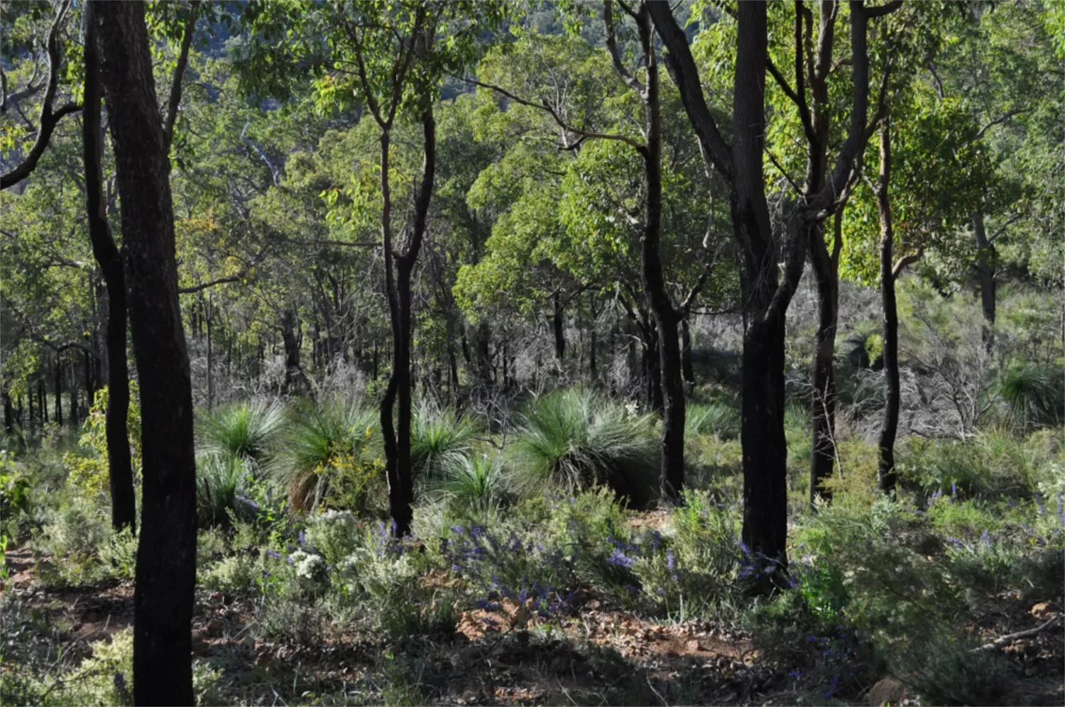 NSW Native bushland set up as a biodiversity stewardship site