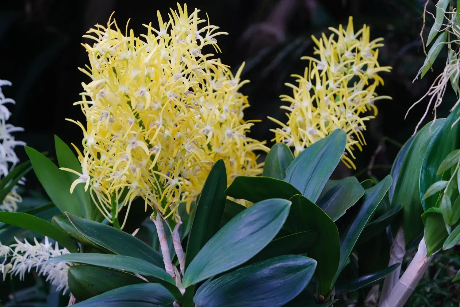 vegetation observations during a site-based flora and fauna assessment