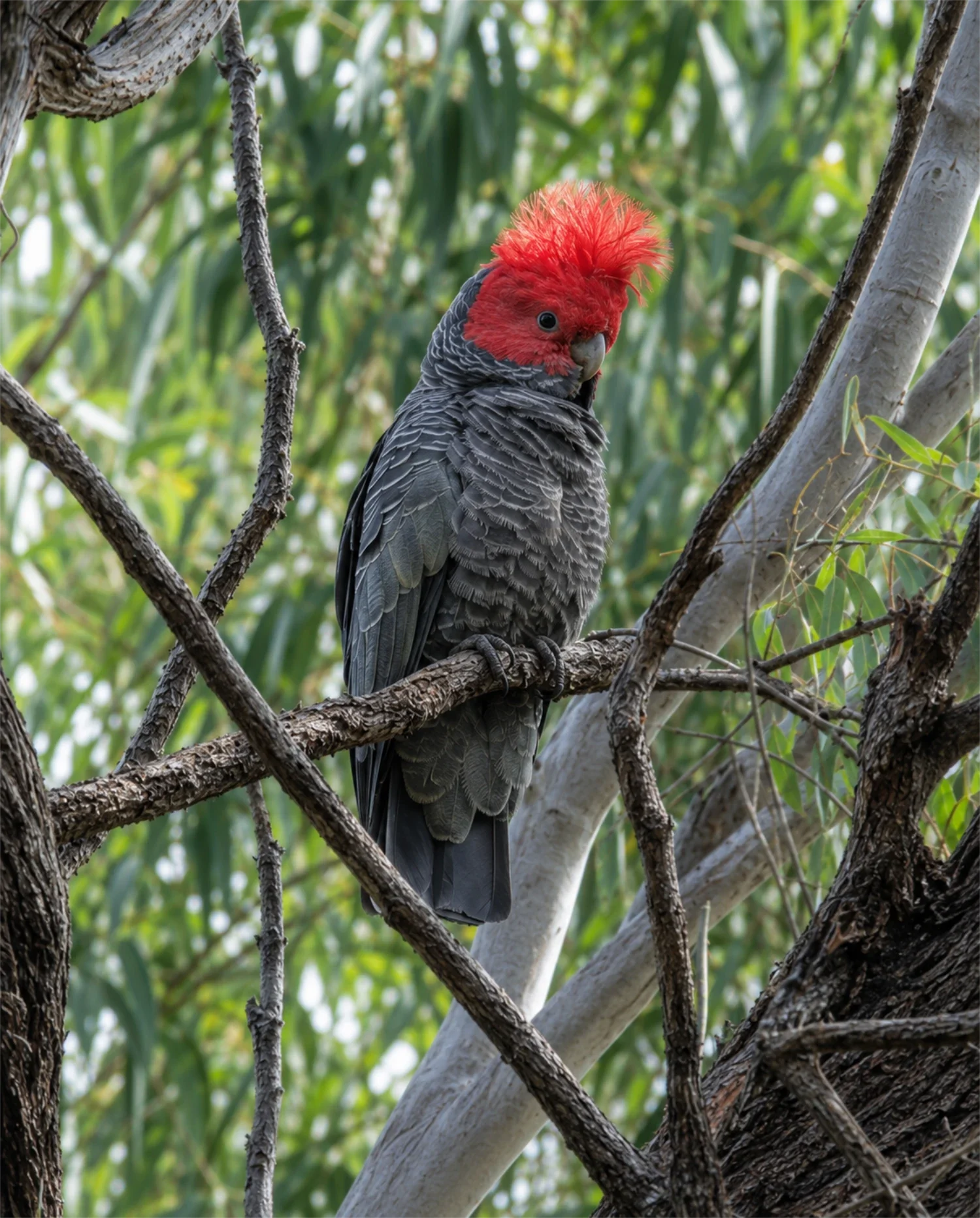 Gang gang cockatoo on branch in NSW bushland