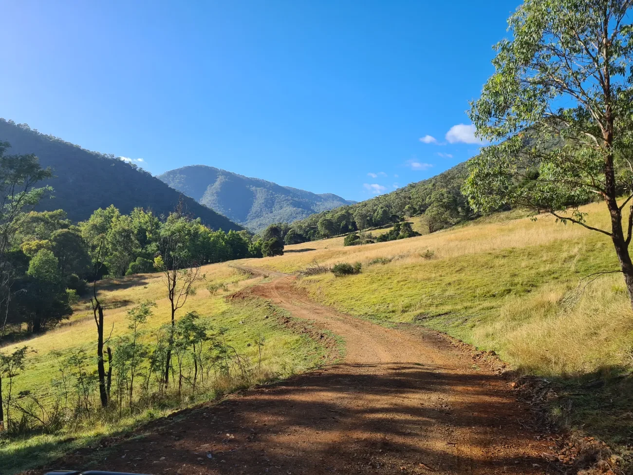 Native bushland on a working New South Wales grazing property