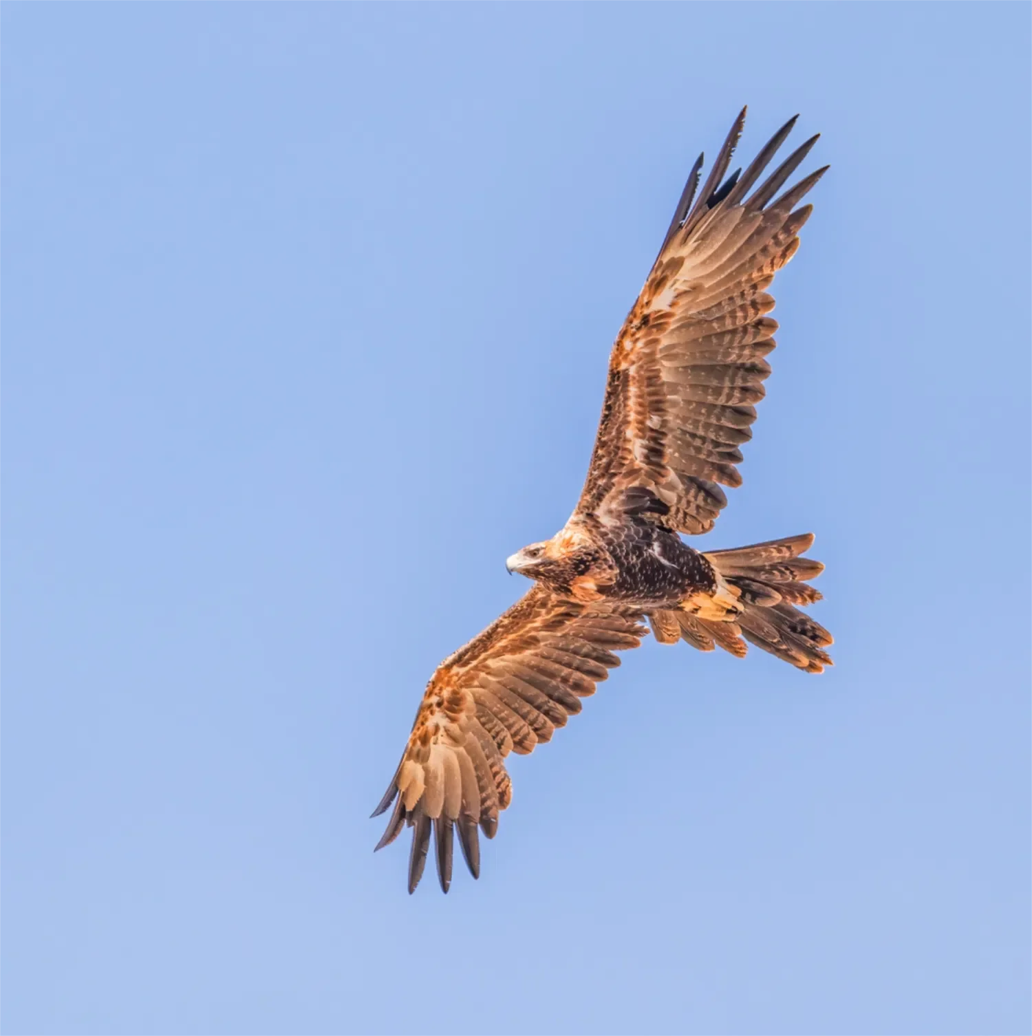 wedgetail eagle in flight