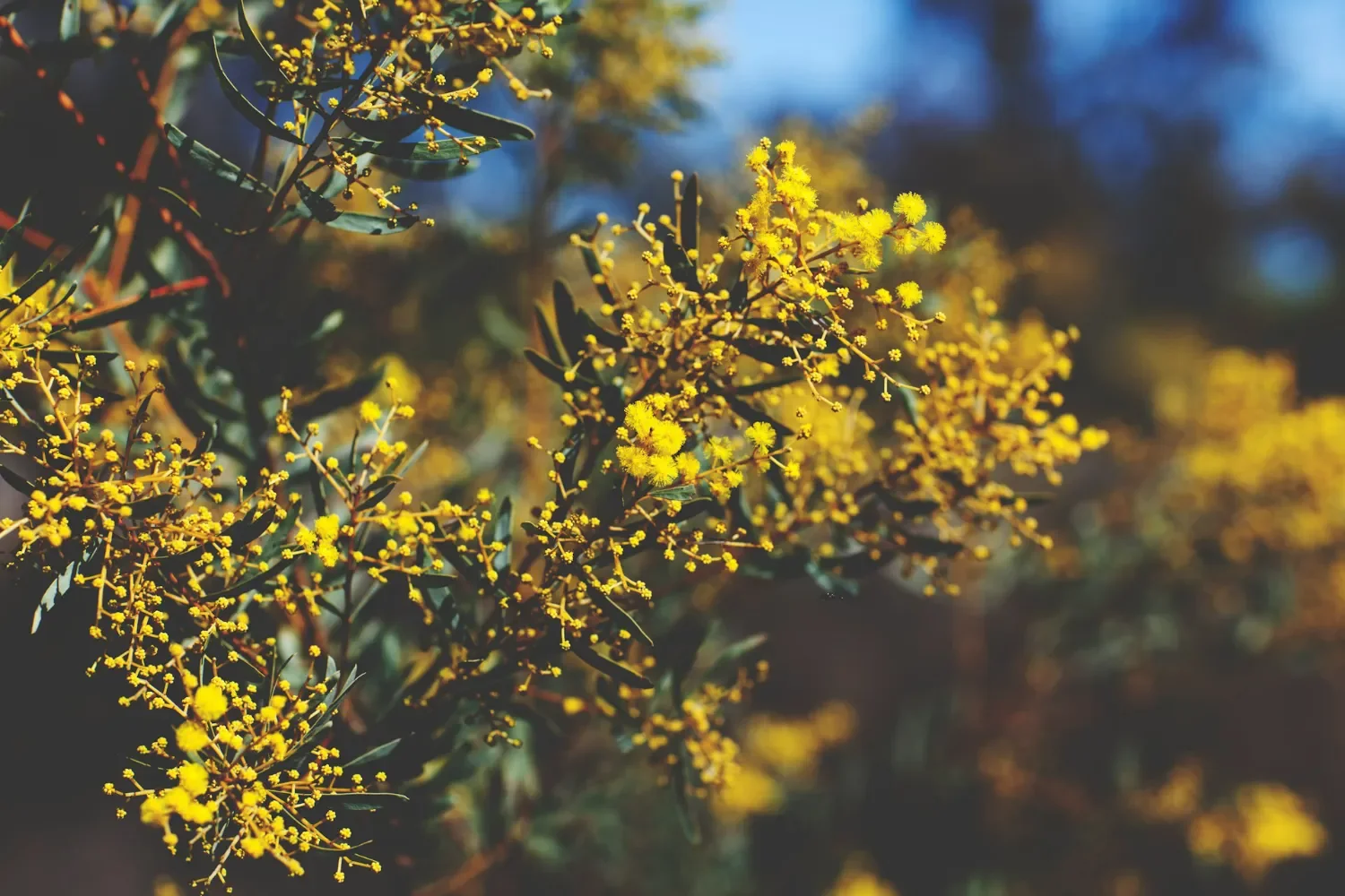 native vegetation that forms part of a flora & fauna assessment in NSW