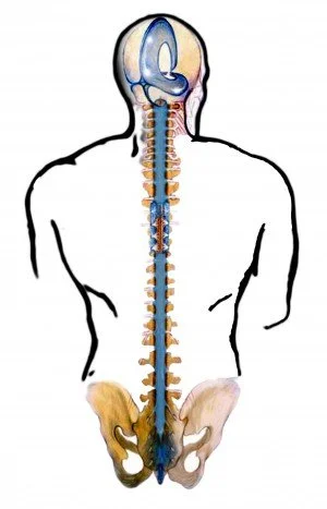 Diagram of the human nervous system showing the brain, spinal cord, and pelvis with nerves extending from the spinal cord.