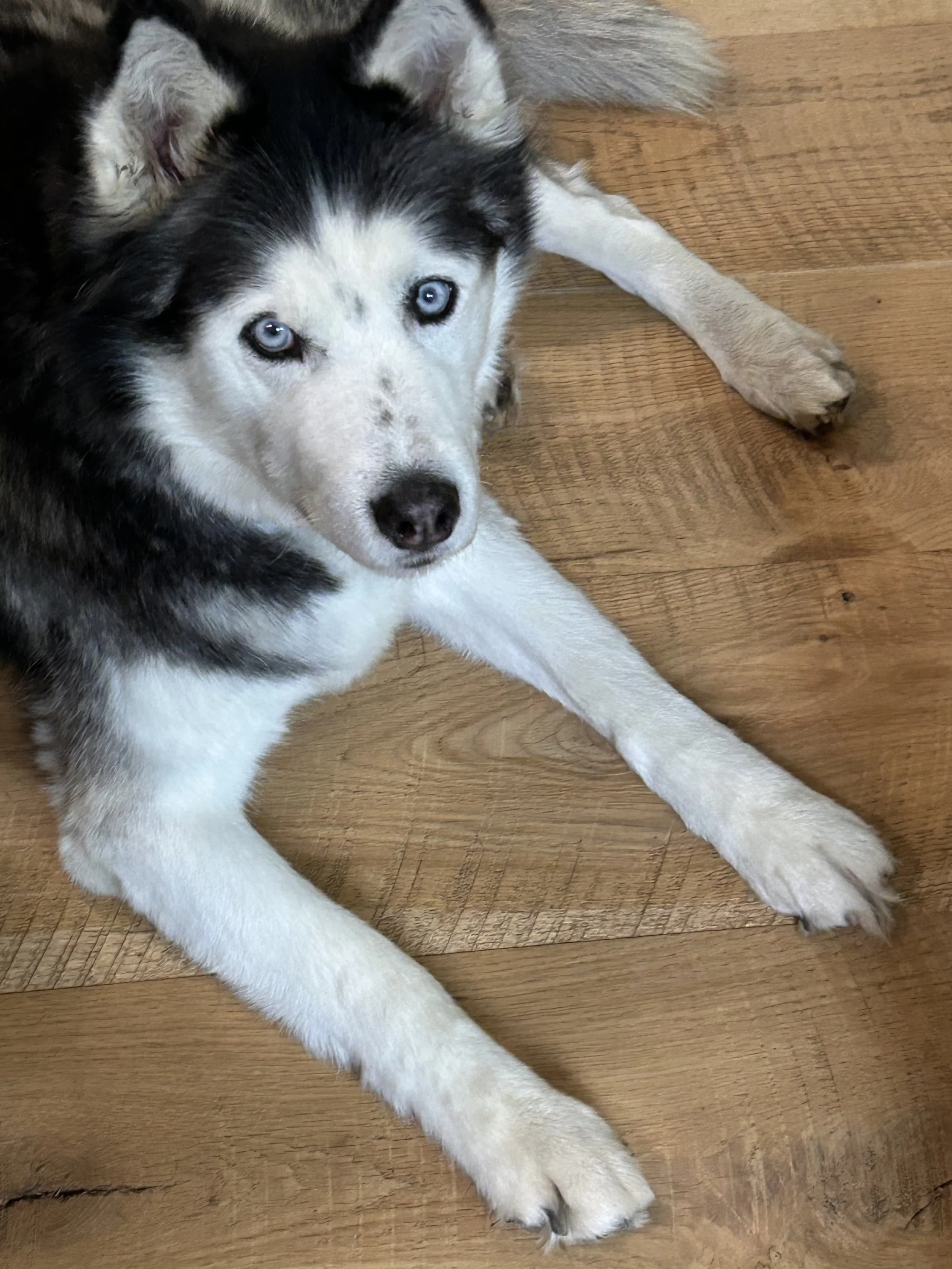Loki Looking for entertainment