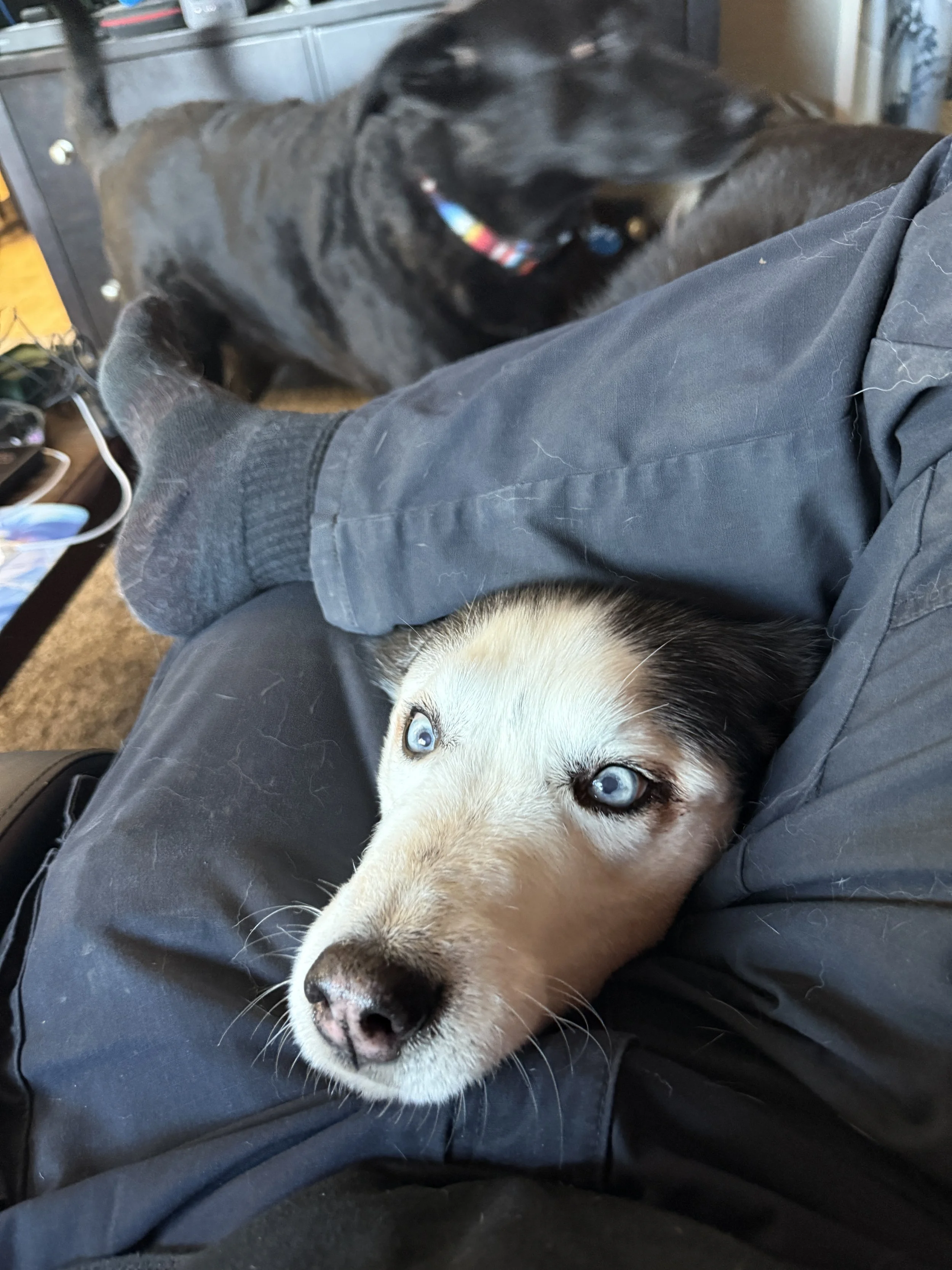Surprise husky face popping out from between my legs. He really just wants attention!