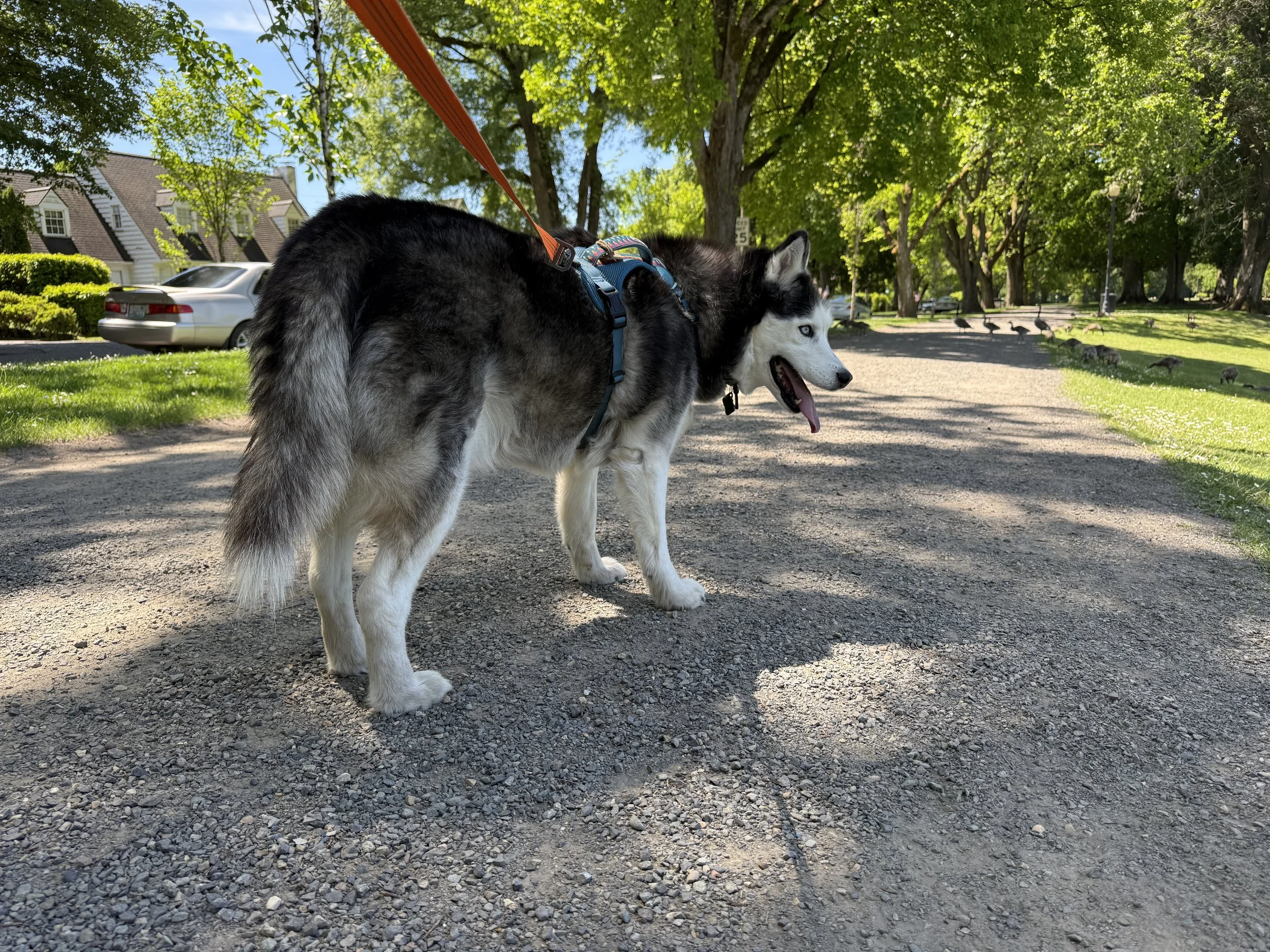 Out for a walk in the park on a wonderful day!