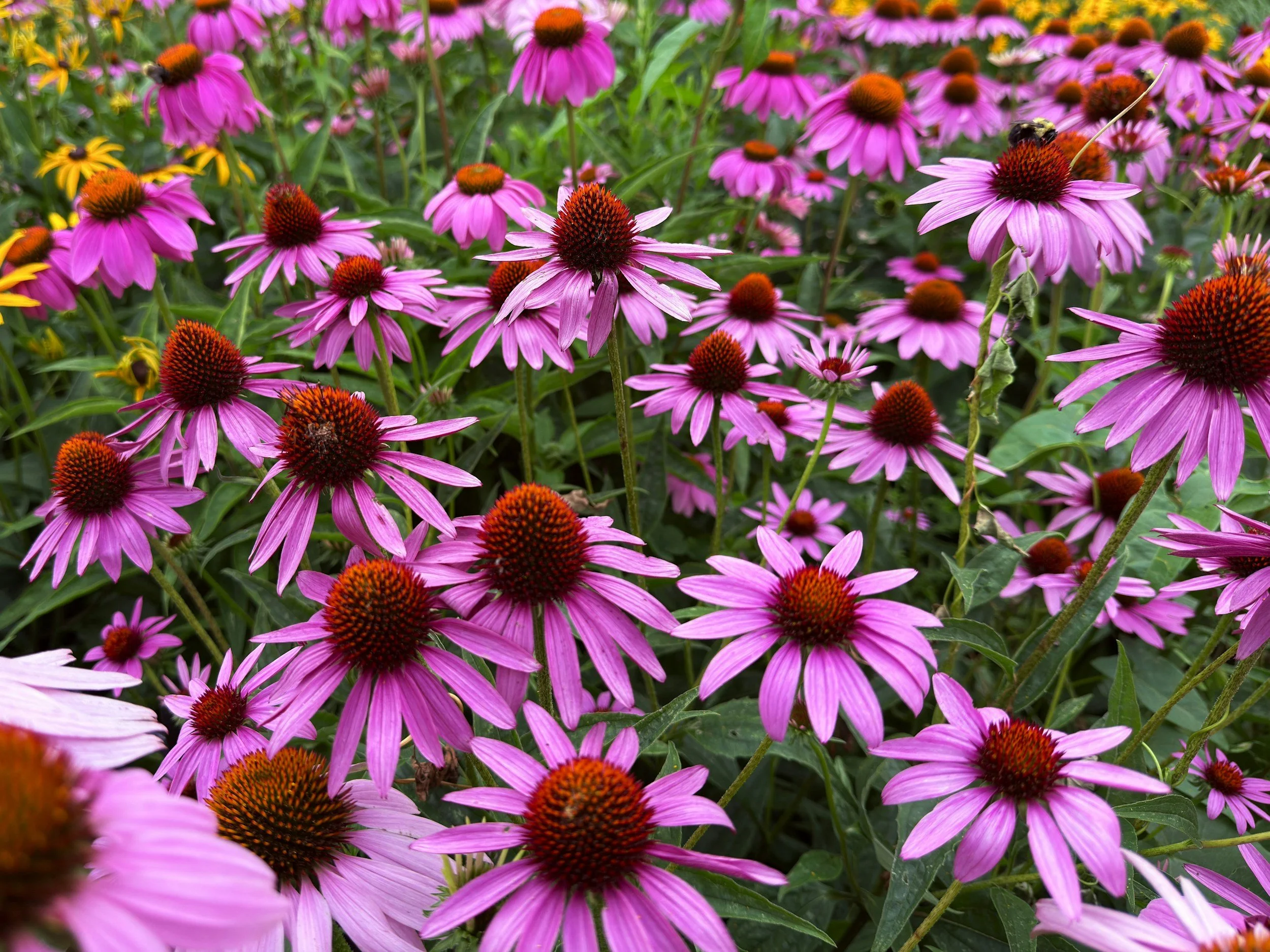 10 Native Missouri Flowers I Love