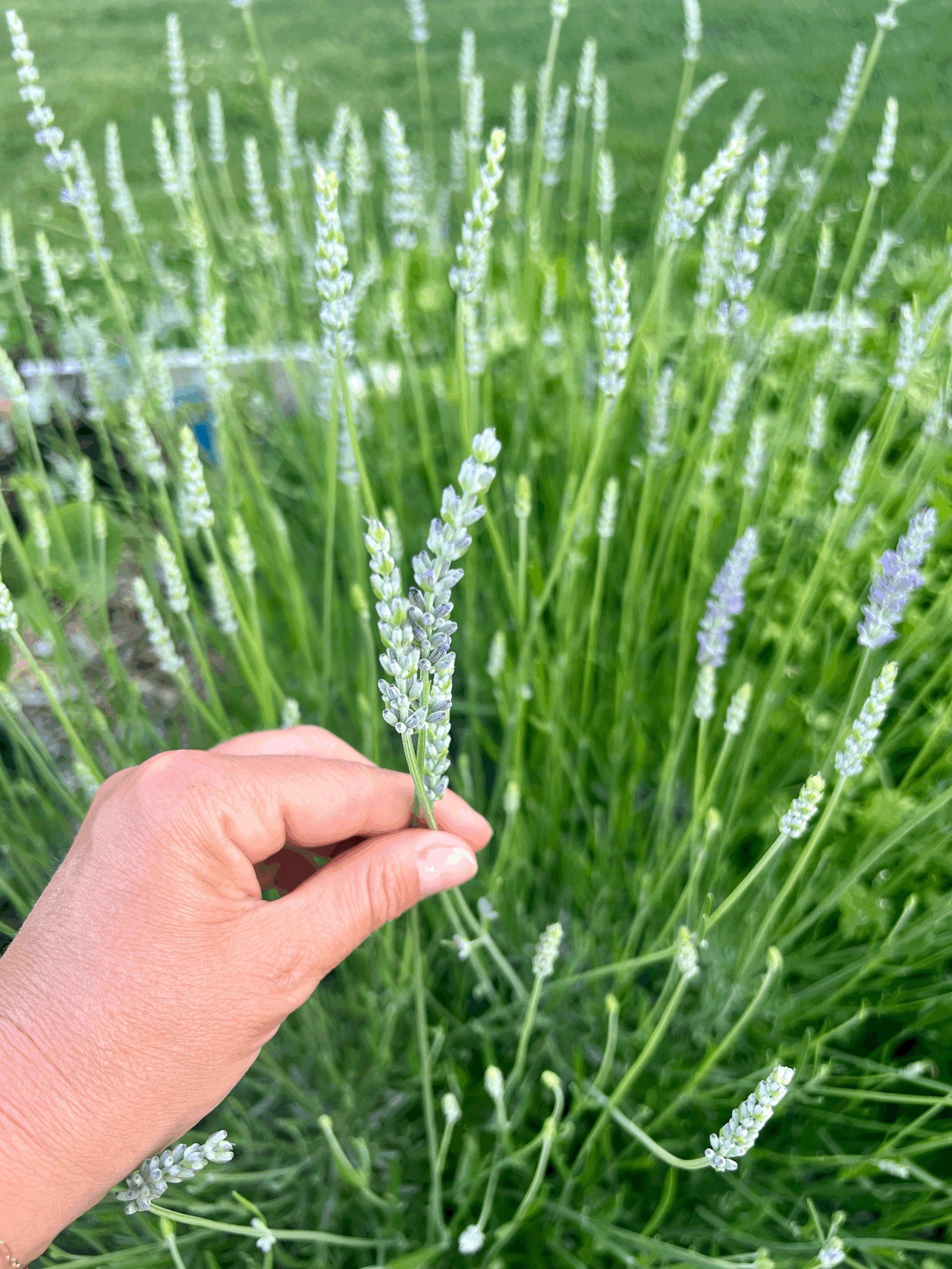 10 Easy Herbs I Love Growing Every Summer
