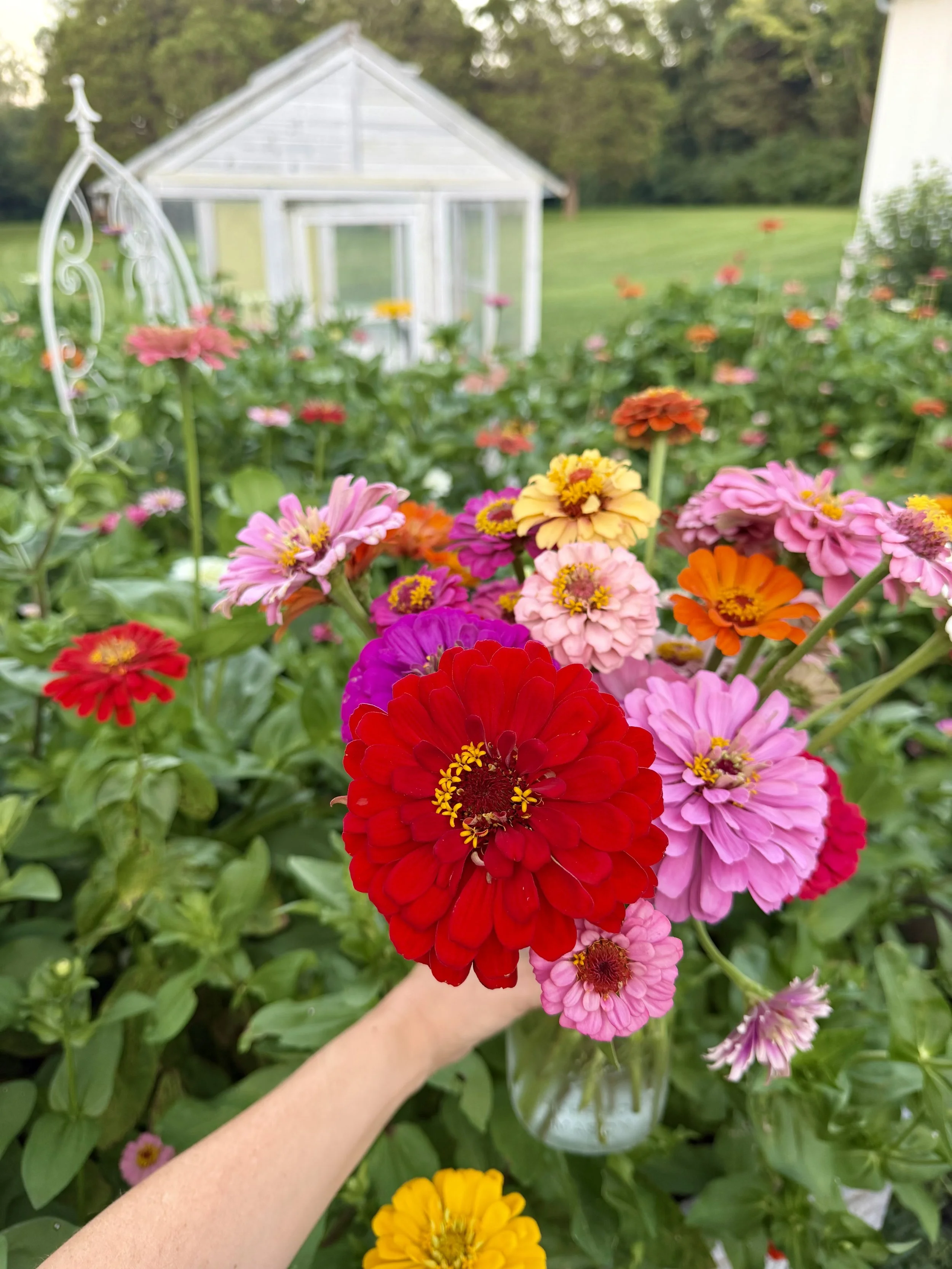 A person's arm holding a bouquet of colorful zinnia flowers in a garden with a small greenhouse and trees in the background.
