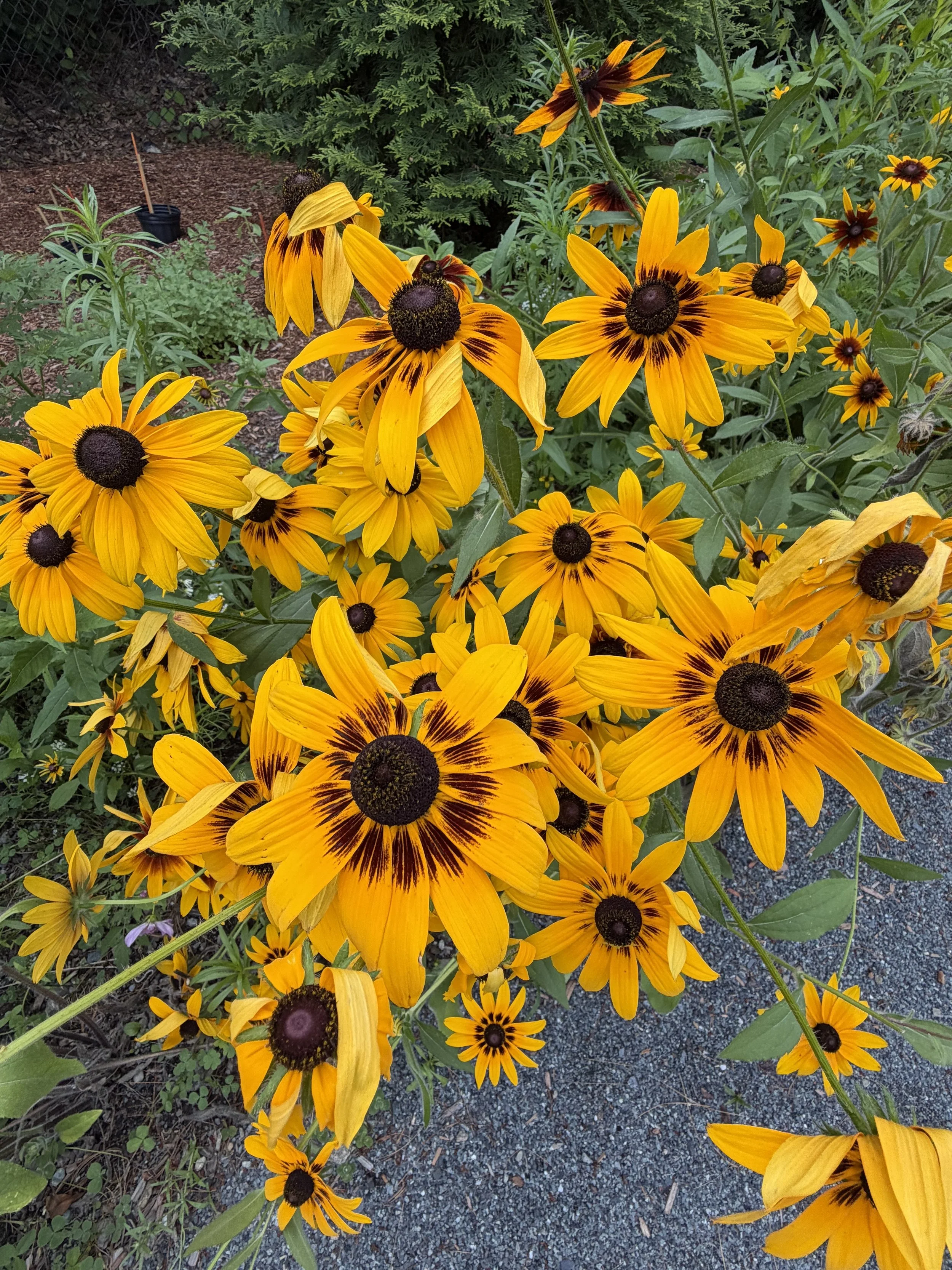 Yellow and orange Black-eyed Susan flowers in a garden with green foliage and a ground of mulch and gravel.