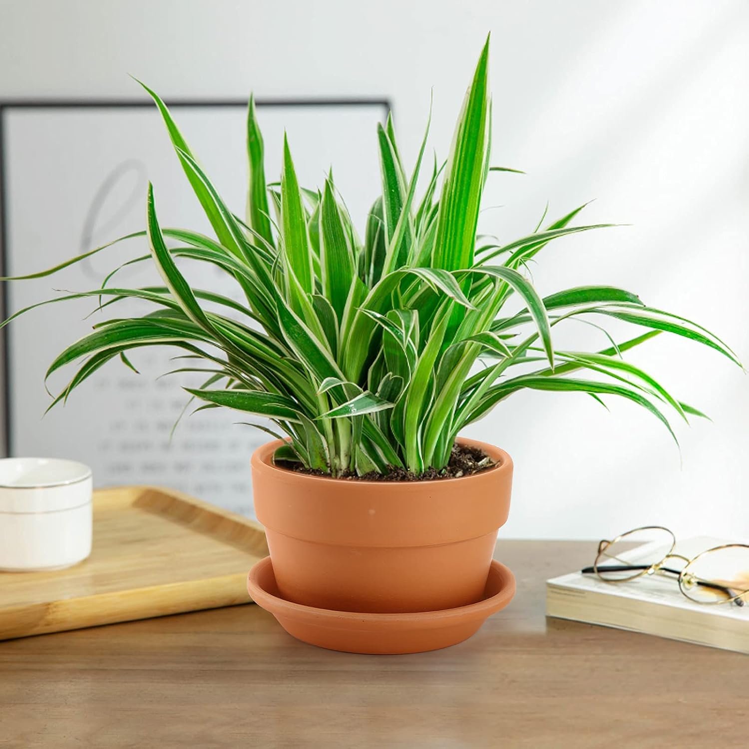 An indoor potted green plant with long, pointed variegated leaves in a terracotta pot on a wooden desk.