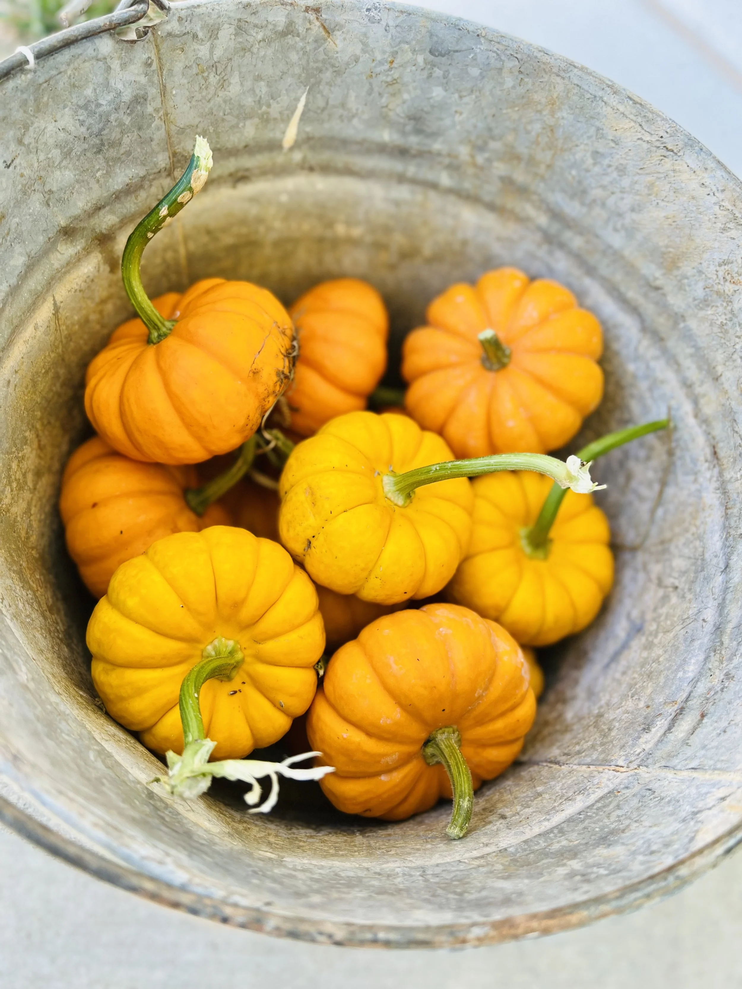 Small decorative pumpkins with green stems inside a metal bucket.