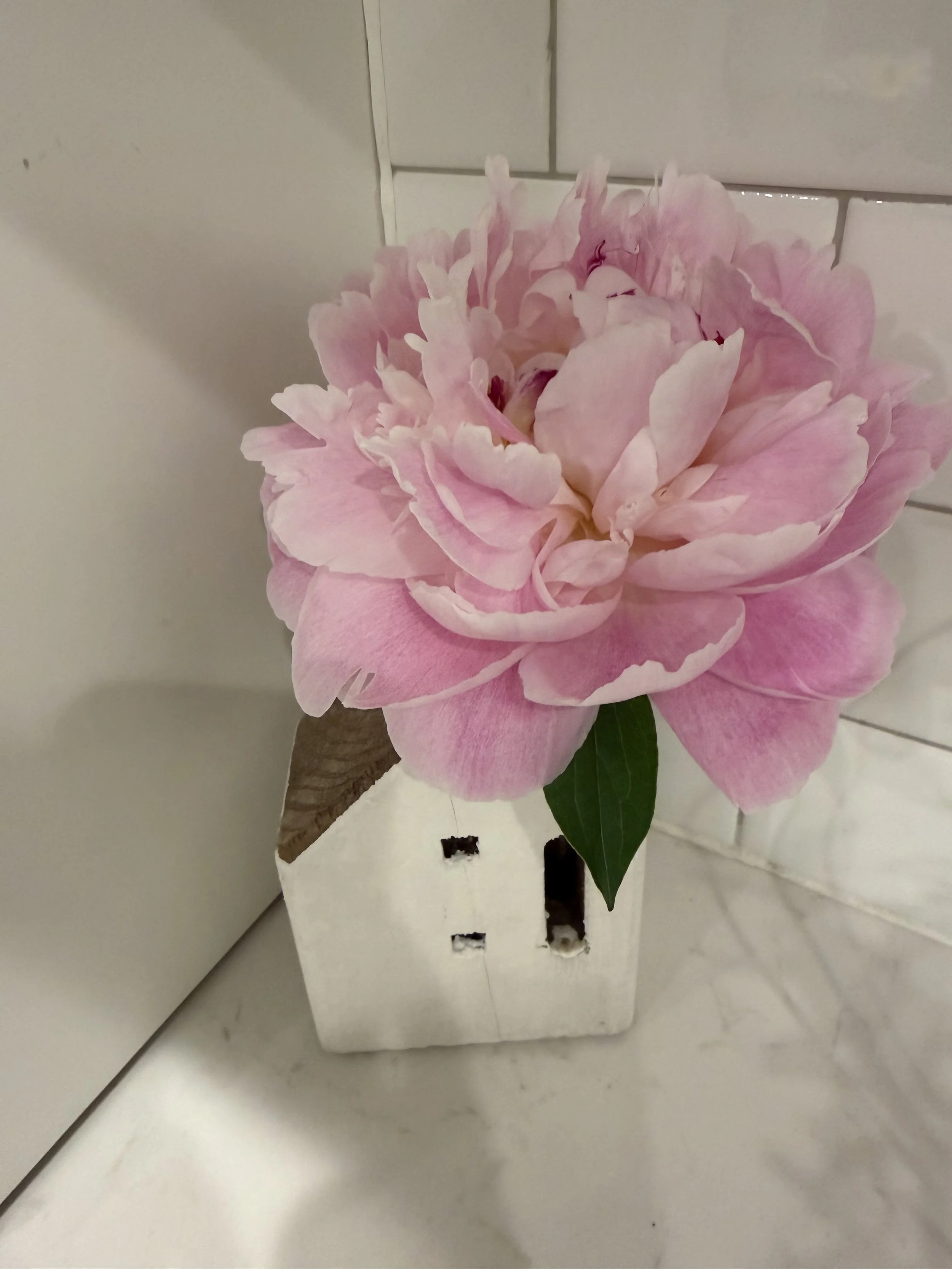 A large pink peony flower with multiple petals is placed on a white wooden stand against a white wall and tiled background.