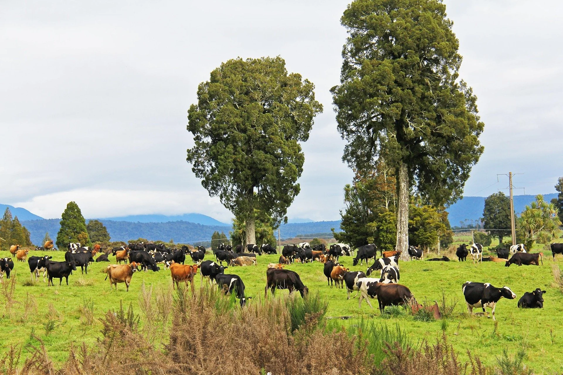 Völur Brings AI-Powered Production Scheduling to New Zealand