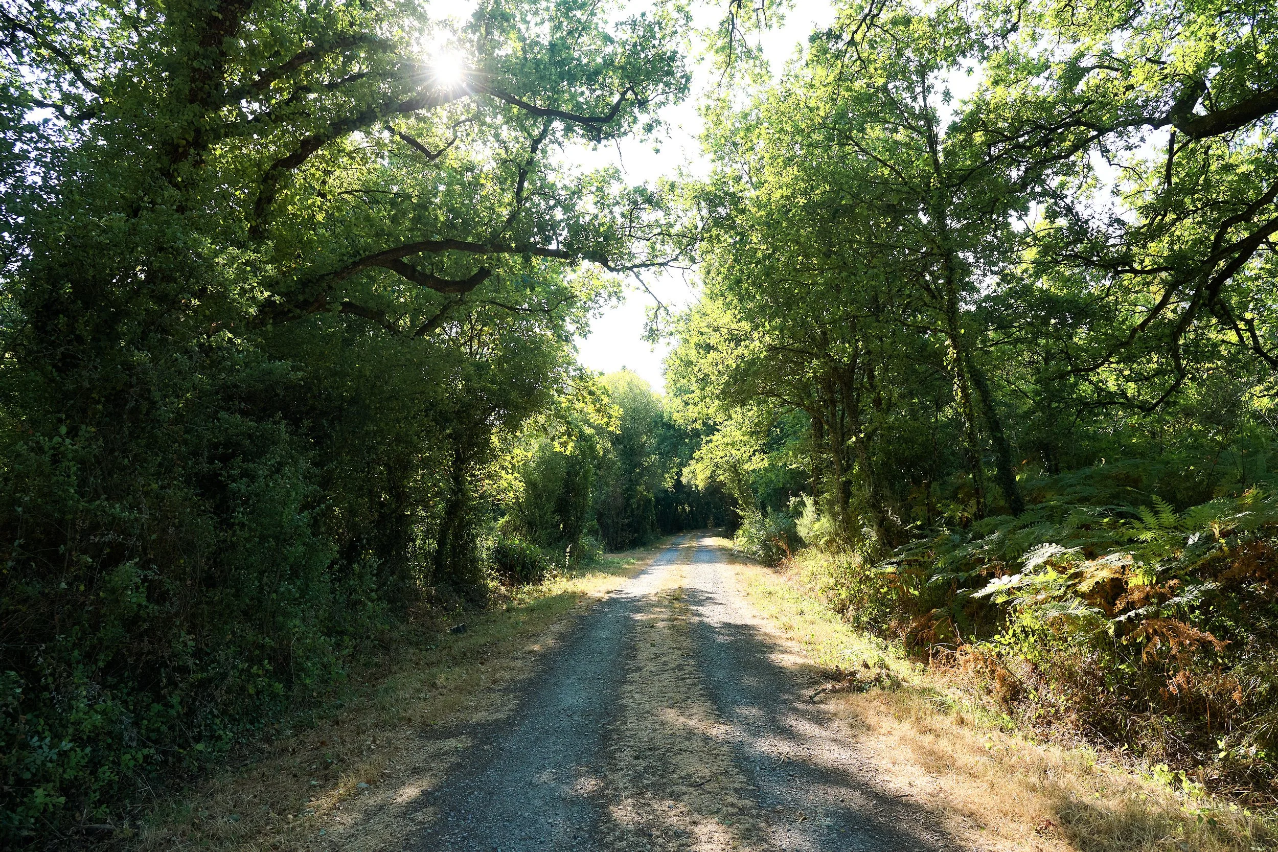A dirt path running through a forest with tall green trees and sunlight shining through the leaves.